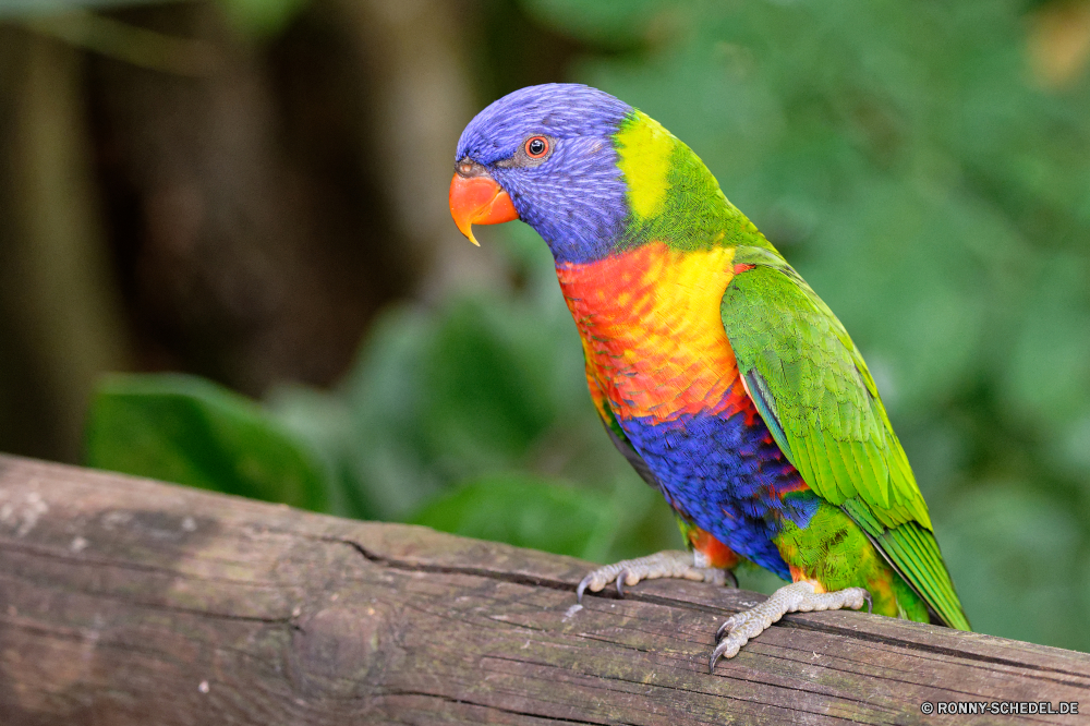 Guadeloupe Papagei Vogel Schnabel Feder Tropischer Wildtiere Ara Wild bunte Zoo Flügel Haustier gelb Federn exotische Farbe Vögel Schließen Vogelgrippe Haustiere hell Regenbogen Sittich Auge Porträt Papageien Barsch Tier Wald Park Tiere Tierwelt Multi fliegen Baum Branch Flügel natürliche Leben niedlich Dschungel Rechnung Gefieder Kopf inländische Tropen Farben ziemlich sitzen lebendige Orange Aras thront hocken Arten lebendige Brilliant Schwanz Männchen im freien Voliere gefährdet closeup im Gespräch Studio auf der Suche gefiedert Wirbeltiere Kreatur — Klima fliegen Liebe parrot bird beak feather tropical wildlife macaw wild colorful zoo wing pet yellow feathers exotic color birds close avian pets bright rainbow parakeet eye portrait parrots perch animal forest park animals fauna multi fly tree branch wings natural life cute jungle bill plumage head domestic tropics colors pretty sitting vivid orange macaws perched perching species vibrant brilliant tail male outdoors aviary endangered closeup talking studio looking feathered vertebrate creature climate flying love