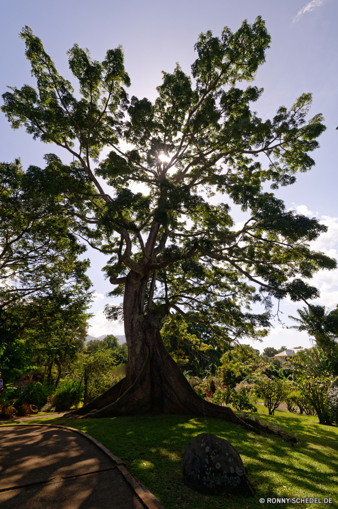 Guadeloupe Baum woody plant vascular plant Pflanze Wald Bonsai Landschaft Park Bäume Branch Holz Blatt Blätter Belaubung Eiche Himmel Umgebung Kofferraum Saison im freien Kiefer Sommer Zweige im freien Gras Sonne Rinde Feld Hölzer natürliche sonnig Wachstum Szenerie groß Entwicklung des ländlichen Garten saisonale Flora Frühling alt Szene Tag Sonnenlicht Reisen fallen Herbst landschaftlich Wild Vorbau Frieden Wolken friedliche üppige wachsende außerhalb Landschaft eine Ulme begrünten Licht Wasser ruhig gelb Tourismus Ökologie einzelne Horizont Wiese einsamer hoch Tropischer Linden am Morgen bunte Berg Leben Land niemand tree woody plant vascular plant plant forest bonsai landscape park trees branch wood leaf leaves foliage oak sky environment trunk season outdoors pine summer branches outdoor grass sun bark field woods natural sunny growth scenery tall rural garden seasonal flora spring old scene day sunlight travel fall autumn scenic wild stem peace clouds peaceful lush growing outside countryside one elm leafy light water quiet yellow tourism ecology single horizon meadow lone high tropical linden morning colorful mountain life land nobody