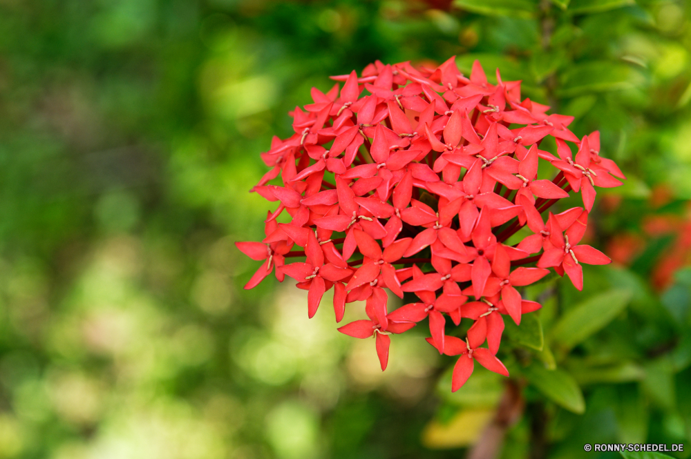 Guadeloupe Pflanze vascular plant Blume Blütenblatt Ahorn woody plant Baum Kraut lila Blumen Garten Valentin Floral Frühling Blumen blühen Flora Blüte natürliche Liebe Farbe Geschenk Blatt lila Blumenstrauß stieg der Rosa Jahrestag Strauch vorhanden Feier Bund fürs Leben Dekoration Sommer Urlaub Schließen Tag Romantik bunte Botanik Gartenarbeit Textur frisch Geranie Multifunktionsleiste Geburtstag Saison niemand frische Luft bottle-tree feiern Rosen Geben blühen Bogen Vorbau Frame Bedder Gestaltung romantische Mai Knospe saisonale closeup lebendige gelb Blütenblätter Raum Botanischer dekorative coral tree Tulpe hell Datum Feld sweet woodruff Pflanzen Hochzeit Objekt Detail Grenze Gartenpflanze Organismus plant vascular plant flower petal maple woody plant tree herb lilac flowers garden valentine floral spring blossom flora bloom natural love color gift leaf purple bouquet rose pink anniversary shrub present celebration bunch decoration summer holiday close day romance colorful botany gardening texture fresh geranium ribbon birthday season nobody freshness bottle-tree celebrate roses giving blooming bow stem frame bedder design romantic may bud seasonal closeup vibrant yellow petals space botanical decorative coral tree tulip bright date field sweet woodruff plants wedding object detail border garden plant organism