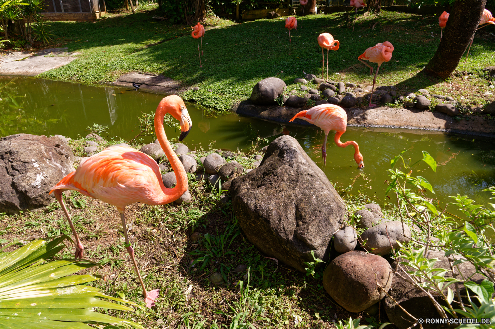 Guadeloupe Flamingo Schreitvogel aquatische Vogel Vogel Schnabel Wildtiere Vögel Wild Wasser Gras See Teich Rosa im freien Federn Sommer Landschaft Feder Tiere Umgebung Tropischer Orange Flamingos Farbe Park Gruppe Herde Leben im freien bunte Reisen natürliche Pflanze Hals Frühling Reflexion Osten Feld Wiese Zoo Blume exotische Saison Garten Seen Bauernhof Herbst Szene Blatt gelb Sonnenlicht Fluss Landschaften Flügel außerhalb Blüte Strand nationalen Blätter reservieren vertikale Meer Essen gelassene idyllische Baum lange ruhige fallen Schließen Storch Landwirtschaft frisch Blumen Inseln Lagune Vordergrund Escape Flug wachsen Blumen blühen Dekoration Gemüse flamingo wading bird aquatic bird bird beak wildlife birds wild water grass lake pond pink outdoors feathers summer landscape feather animals environment tropical orange flamingos color park group flock life outdoor colorful travel natural plant neck spring reflection east field meadow zoo flower exotic season garden lakes farm autumn scene leaf yellow sunlight river scenics wing outside bloom beach national leaves reserve vertical sea food serene idyllic tree long tranquil fall close stork agriculture fresh flowers islands lagoon foreground escape flight grow blossom decoration vegetable