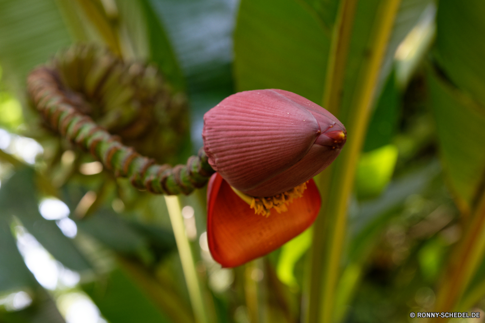 Guadeloupe Pflanze Banane pitcher plant vascular plant Garten Blume carnivorous plant Kraut Blatt Tulpe Frühling Baum Flora Blütenblatt Blumen blühen Tulpen Blüte woody plant Schließen Floral Blumen frisch Sommer bunte closeup natürliche Botanischer Feld Knospe Tropischer Botanik Blätter Rosa Farbe wachsen Vorbau Wachstum Pflanzen Gartenarbeit Saison Wasser Blumenstrauß lila Tag Stiel Orange hell saisonale Wild gelb Gemüse frische Luft Florist Holländisch lebendige Geschenk exotische Obst Tier Wald Bund fürs Leben Valentin Park Umgebung Bauernhof Essen Gärten Jahreszeiten zarte Bewuchs Kopf Belaubung Sonne Orchidee Farben Landwirtschaft Liebe Insekt Tau im freien Blütenblätter Informationen Drop Romantik Entwicklung des ländlichen Leben plant banana pitcher plant vascular plant garden flower carnivorous plant herb leaf tulip spring tree flora petal blossom tulips bloom woody plant close floral flowers fresh summer colorful closeup natural botanical field bud tropical botany leaves pink color grow stem growth plants gardening season water bouquet purple day stalk orange bright seasonal wild yellow vegetable freshness florist dutch vibrant gift exotic fruit animal forest bunch valentine park environment farm food gardens seasons delicate vegetation head foliage sun orchid colors agriculture love insect dew outdoor petals details drop romance rural life