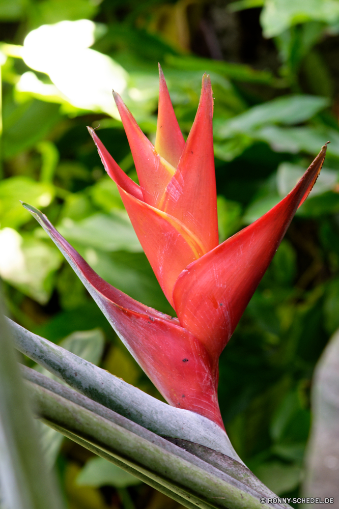 Guadeloupe flamingo flower Pflanze Zimmerpflanze Blume woody plant Blütenblatt vascular plant Tulpe Garten Blumen blühen Frühling Flora Blumen Blüte Tulpen Strauch Blatt glory pea Organismus Baum Schließen Farbe Floral Vorbau Blumenstrauß bunte Orange Pfeffer Blätter Geschenk Saison frisch Chili Feier frische Luft blühen Botanischer Dekoration closeup Knospe Valentin Blütenblätter Liebe Kraut hell gelb zarte saisonale Bund fürs Leben Botanik Rosa Urlaub Gemüse Sommer Wald Gartenarbeit Gewürz Pflanzen Essen Zutat lebendige Paprika natürliche Tag Tropischer heiß Geburtstag Braun Vogel Paradies Jahrestag wachsen lebendige Multifunktionsleiste Wärme einzelne Belaubung coral tree exotische vorhanden Kaktus Romantik Gras flamingo flower plant houseplant flower woody plant petal vascular plant tulip garden blossom spring flora flowers bloom tulips shrub leaf glory pea organism tree close color floral stem bouquet colorful orange pepper leaves gift season fresh chili celebration freshness blooming botanical decoration closeup bud valentine petals love herb bright yellow delicate seasonal bunch botany pink holiday vegetable summer forest gardening spice plants food ingredient vibrant peppers natural day tropical hot birthday brown bird paradise anniversary grow vivid ribbon heat single foliage coral tree exotic present cactus romance grass