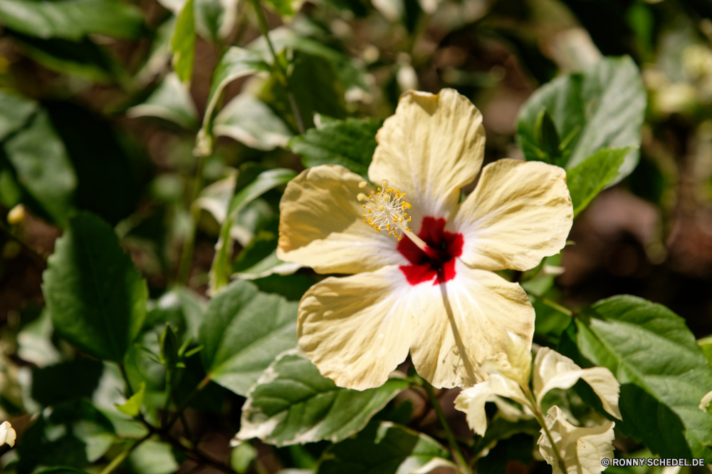 Guadeloupe bush hibiscus Strauch Blütenblatt woody plant Pflanze Blume vascular plant Blumen blühen Blumen Frühling Blüte Garten Flora Floral Rosa Blatt Schließen closeup Branch natürliche Baum frisch Kirsche Wachstum zarte Saison Sommer blühen Blütenblätter Botanik hell Blumenstrauß Blätter Botanischer Farbe frische Luft gelb Knospe Vorbau Dekoration bunte Gartenarbeit Frühling Detail Leben Hochzeit Gänseblümchen Insekt Kraut Gesundheit Obst Blüten Staubblatt saisonale Liebe sonnig im freien Biene romantische blühend Braut Anordnung stieg der Duft wachsen lebendige einzelne Blütenstaub Spa Tag Himmel bush hibiscus shrub petal woody plant plant flower vascular plant blossom flowers spring bloom garden flora floral pink leaf close closeup branch natural tree fresh cherry growth delicate season summer blooming petals botany bright bouquet leaves botanical color freshness yellow bud stem decoration colorful gardening springtime detail life wedding daisy insect herb health fruit blossoms stamen seasonal love sunny outdoor bee romantic blossoming bride arrangement rose aroma grow vivid single pollen spa day sky