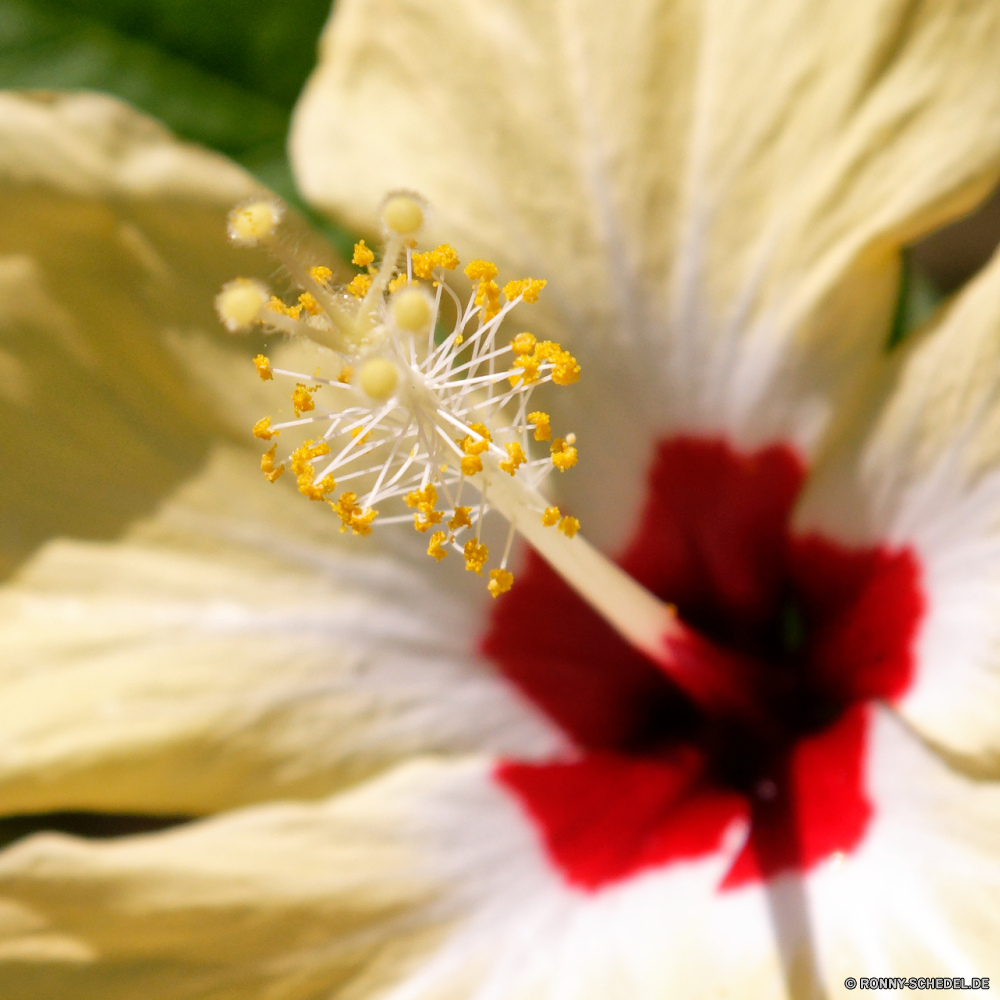 Guadeloupe bush hibiscus Strauch Blütenblatt woody plant Pflanze Blume vascular plant Blumen blühen Blumen Frühling Blüte Garten Flora Floral Rosa Blatt Schließen closeup Branch natürliche Baum frisch Kirsche Wachstum zarte Saison Sommer blühen Blütenblätter Botanik hell Blumenstrauß Blätter Botanischer Farbe frische Luft gelb Knospe Vorbau Dekoration bunte Gartenarbeit Frühling Detail Leben Hochzeit Gänseblümchen Insekt Kraut Gesundheit Obst Blüten Staubblatt saisonale Liebe sonnig im freien Biene romantische blühend Braut Anordnung stieg der Duft wachsen lebendige einzelne Blütenstaub Spa Tag Himmel bush hibiscus shrub petal woody plant plant flower vascular plant blossom flowers spring bloom garden flora floral pink leaf close closeup branch natural tree fresh cherry growth delicate season summer blooming petals botany bright bouquet leaves botanical color freshness yellow bud stem decoration colorful gardening springtime detail life wedding daisy insect herb health fruit blossoms stamen seasonal love sunny outdoor bee romantic blossoming bride arrangement rose aroma grow vivid single pollen spa day sky