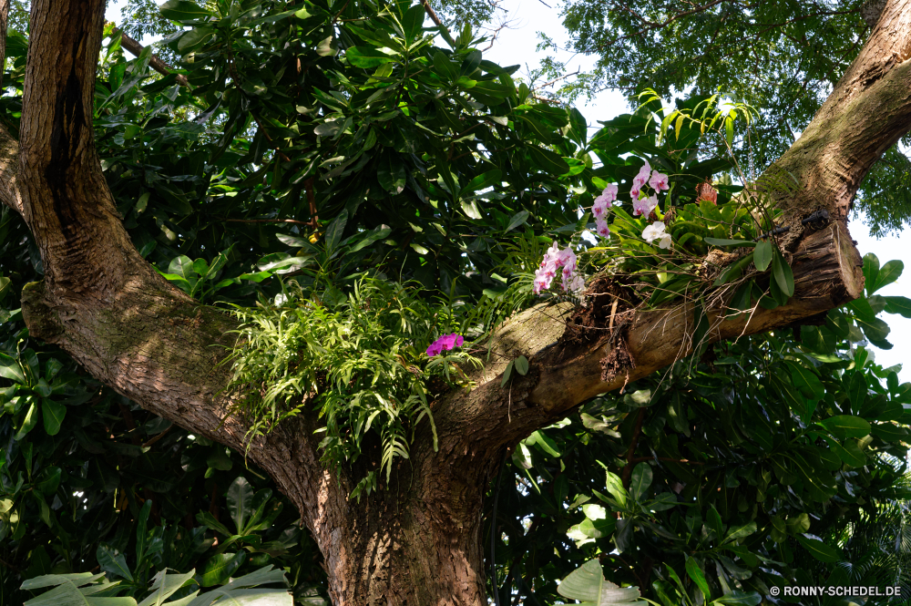 Guadeloupe Baum woody plant vascular plant Strauch desert willow Pflanze Bäume Sommer Wald Blätter Park Landschaft Himmel Garten Blatt Belaubung Branch im freien Tropischer im freien Pflanzen Gras Zweige Holz Umgebung Kofferraum Feld Reisen Hain Frühling Saison sonnig natürliche Szenerie Entwicklung des ländlichen Sonne Obst Tag Wachstum landschaftlich Blume Tourismus Herbst Hölzer Palm Wasser Flora frisch Rinde üppige Entspannung Farbe Blumen Szene Bewuchs Busch potato tree Strand friedliche Bauernhof Sonnenlicht Wild Dschungel Rosa aussenansicht ruhige Küste Startseite bunte Cassia Architektur tree woody plant vascular plant shrub desert willow plant trees summer forest leaves park landscape sky garden leaf foliage branch outdoors tropical outdoor plants grass branches wood environment trunk field travel grove spring season sunny natural scenery rural sun fruit day growth scenic flower tourism autumn woods palm water flora fresh bark lush relaxation color flowers scene vegetation bush potato tree beach peaceful farm sunlight wild jungle pink exterior tranquil coast home colorful cassia architecture