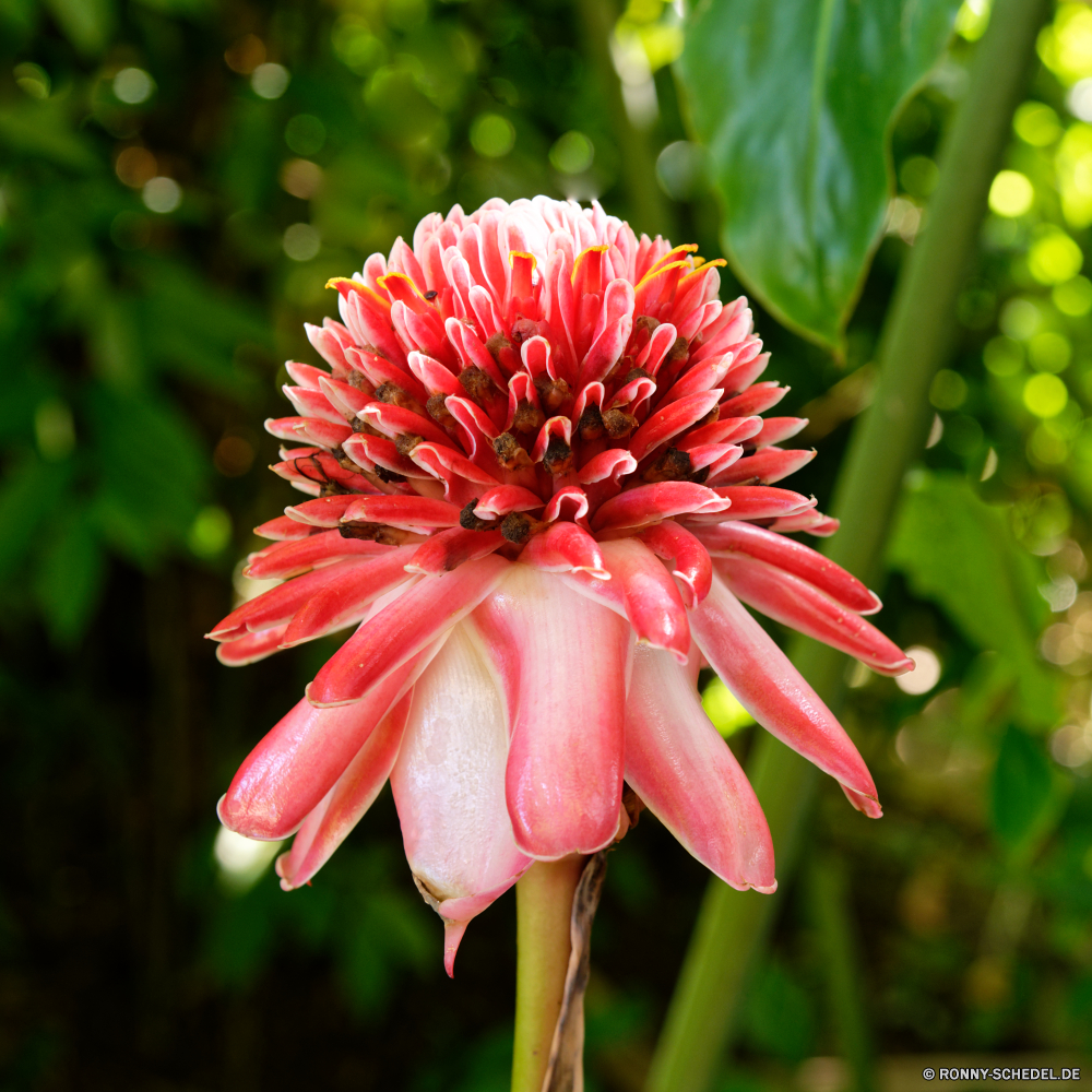 Guadeloupe woody plant Strauch Blume vascular plant Pflanze Blüte Flora Blütenblatt Rosa Blumen blühen Garten Blumen Schließen Gänseblümchen Floral Botanik Frühling Blütenblätter Sommer Baum Detail blühen closeup bunte Botanischer Farbe Kraut hell lila Gartenarbeit frisch natürliche gelb Pflanzen Saison Vorbau Blumenstrauß Blatt saisonale Orange ziemlich einzelne Wachstum Knospe Blätter Blütenstaub Gras frische Luft Leben Kopf Wasser Blüte Liebe blühend Botanische lebendige Teich zarte Geschenk Informationen Feld wachsen Umgebung Kaktus Valentin poker plant Lilie woody plant shrub flower vascular plant plant bloom flora petal pink blossom garden flowers close daisy floral botany spring petals summer tree detail blooming closeup colorful botanical color herb bright purple gardening fresh natural yellow plants season stem bouquet leaf seasonal orange pretty single growth bud leaves pollen grass freshness life head water flowering love blossoming botanic vibrant pond delicate gift details field grow environment cactus valentine poker plant lily