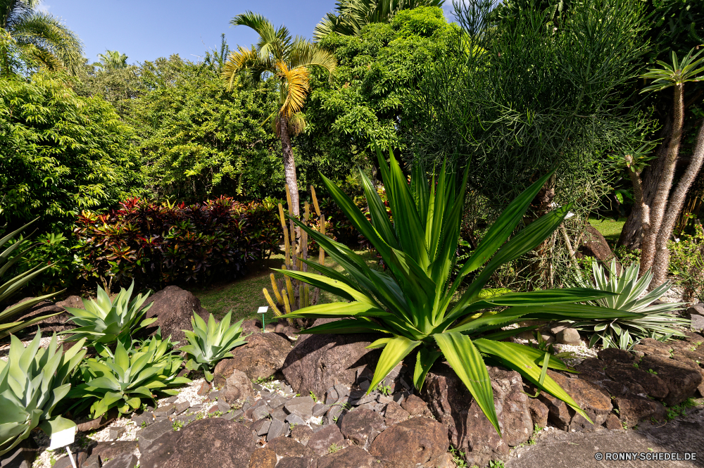 Guadeloupe Agave vascular plant Wüste Pflanze Pflanze Yucca Baum Palm woody plant Tropischer Strauch Ananas Sommer Himmel Reisen Garten Landschaft Flora Blatt Botanik Kaktus Bäume Wüste Kraut im freien Urlaub natürliche Blätter Blume Sisal Strand niemand Tourismus exotische im freien Sand wachsen Vorbau Pflanzen Gras Tag heiß Park Wasser Busch wachsende Wald Klima sonnig Meer Belaubung Küste Sonne Botanischer Paradies Urlaub trocken Bio Feld Ozean Bauernhof Handflächen Entwicklung des ländlichen Wachstum landschaftlich closeup Wild üppige Entspannen Sie sich Resort Farbe Holz Wärme Insel Umgebung Licht Berg Schließen Landwirtschaft Frühling kultiviert außerhalb idyllische Hintergründe frisch Sukkulente Essen Architektur agave vascular plant desert plant plant yucca tree palm woody plant tropical shrub pineapple summer sky travel garden landscape flora leaf botany cactus trees desert herb outdoors vacation natural leaves flower sisal beach nobody tourism exotic outdoor sand grow stem plants grass day hot park water bush growing forest climate sunny sea foliage coast sun botanical paradise holiday dry organic field ocean farm palms rural growth scenic closeup wild lush relax resort color wood heat island environment light mountain close agriculture spring cultivated outside idyllic backgrounds fresh succulent food architecture