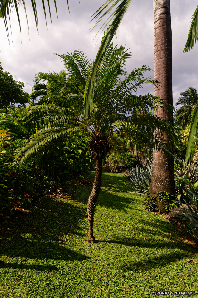 Guadeloupe Baum Kokosnuss Palm Tropischer woody plant vascular plant Strand Himmel Pflanze Urlaub Sommer Insel Paradies Sand Reisen Bäume Landschaft Meer Ozean Entspannen Sie sich Resort Wasser exotische idyllische Tourismus Urlaub Sonne Küste im freien Wendekreis Klima sonnig gymnosperm im freien Entspannung Wald niemand Blatt Ufer Tropen Dschungel Ruhe Wolke landschaftlich Belaubung Küste friedliche üppige Türkis Bewuchs ruhige spermatophyte seelandschaft Bucht Tag Blätter natürliche Park Handflächen Szenerie Lagune Wolken Sonnenlicht Szene Garten warm heiß Horizont Reiseziele Ziel außerhalb Frieden Flora klar Urlaub Branch Umgebung Farn Kofferraum Gras groß Reise Süden Pflanzen Holz Erholung Escape Busch Hotel Reise Sonnenschein Urlaub Haus Farbe Freizeit Palme Welle tagsüber Himmel Botanik Rest Wärme See Wachstum tree coconut palm tropical woody plant vascular plant beach sky plant vacation summer island paradise sand travel trees landscape sea ocean relax resort water exotic idyllic tourism holiday sun coast outdoor tropic climate sunny gymnosperm outdoors relaxation forest nobody leaf shore tropics jungle calm cloud scenic foliage coastline peaceful lush turquoise vegetation tranquil spermatophyte seascape bay day leaves natural park palms scenery lagoon clouds sunlight scene garden warm hot horizon destinations destination outside peace flora clear vacations branch environment fern trunk grass tall journey south plants wood recreation escape bush hotel trip sunshine holidays house color leisure palm tree wave daytime heaven botany rest heat lake growth