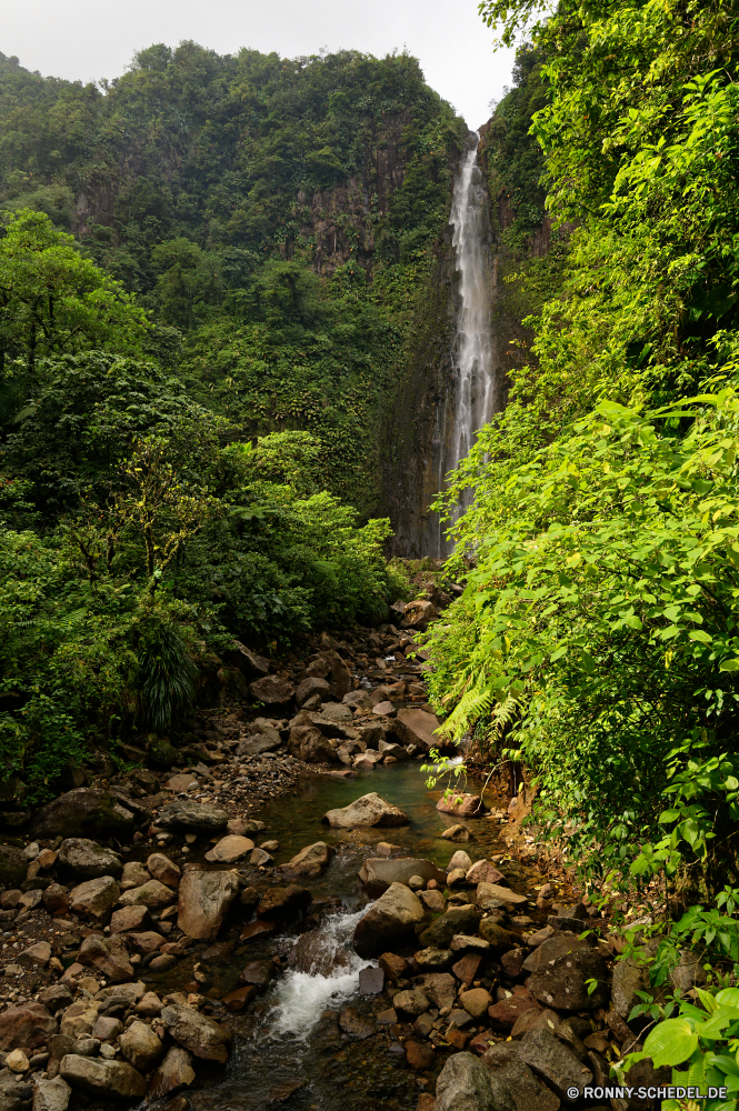 Guadeloupe Baum woody plant Wald vascular plant Landschaft Pflanze Park Berg Bäume im freien Sommer Fluss landschaftlich Hölzer Gras Frühling Belaubung Wildnis Pfad natürliche Umgebung Reisen Berge Entwicklung des ländlichen Blatt Szenerie Wasser Wanderweg im freien Busch Fels Himmel Land Saison Szene friedliche Landschaft Branch Wandern ruhige Holz Blätter üppige Tag Land Wild Sonne nationalen Stein Flora Herbst Moos Stream Frieden Straße Garten sonnig Wanderung Sonnenlicht Tal Landschaften southern beech Hügel Feld Licht Tourismus Dschungel Wachstum zu Fuß Fuß Regen nass Wanderweg Kiefer Waldland Spur Tropischer fallen gelb Landwirtschaft Schlucht Creek Gelände Frühling Blume ruhig Bereich Wolken gelassene fließende Pflanzen Strömung am Morgen Farben tree woody plant forest vascular plant landscape plant park mountain trees outdoors summer river scenic woods grass spring foliage wilderness path natural environment travel mountains rural leaf scenery water trail outdoor bush rock sky country season scene peaceful countryside branch hiking tranquil wood leaves lush day land wild sun national stone flora autumn moss stream peace road garden sunny hike sunlight valley scenics southern beech hill field light tourism jungle growth walk walking rain wet footpath pine woodland lane tropical fall yellow agriculture canyon creek terrain springtime flower quiet area clouds serene flowing plants flow morning colors