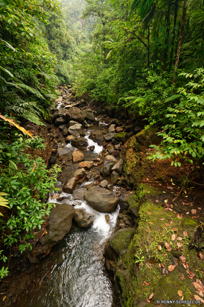 Guadeloupe Wald Baum Fluss Landschaft woody plant Wasser Stream vascular plant Park Wildnis Bäume Fels Stein Pflanze Umgebung Berg im freien Wasserfall Land Creek natürliche landschaftlich Belaubung Sommer Frühling Wild Moos Reisen Berge Strömung im freien fallen nass üppige Hölzer Szenerie Blätter Felsen friedliche Gras Pfad fließende Wandern Blatt ruhige Holz Wanderweg platsch Saison Kaskade Frieden Dschungel Busch Reinigen Entwicklung des ländlichen Szene nationalen Kresse Garten Herbst Ökologie Kraut frisch Steine gelassene Regen Tropischer southern beech Bewegung Tag Ruhe frische Luft Drop Land zu Fuß niemand Branch Sonnenlicht Schlucht Birke Wachstum Tourismus See Landschaft glatte Sonne Kühl Wanderweg klar Wanderung felsigen Bewuchs Kanal Landschaften Umwelt- Geschwindigkeit am Morgen Erholung Kiefer forest tree river landscape woody plant water stream vascular plant park wilderness trees rock stone plant environment mountain outdoor waterfall land creek natural scenic foliage summer spring wild moss travel mountains flow outdoors fall wet lush woods scenery leaves rocks peaceful grass path flowing hiking leaf tranquil wood trail splash season cascade peace jungle bush clean rural scene national cress garden autumn ecology herb fresh stones serene rain tropical southern beech motion day calm freshness drop country walk nobody branch sunlight canyon birch growth tourism lake countryside smooth sun cool footpath clear hike rocky vegetation channel scenics environmental speed morning recreation pine