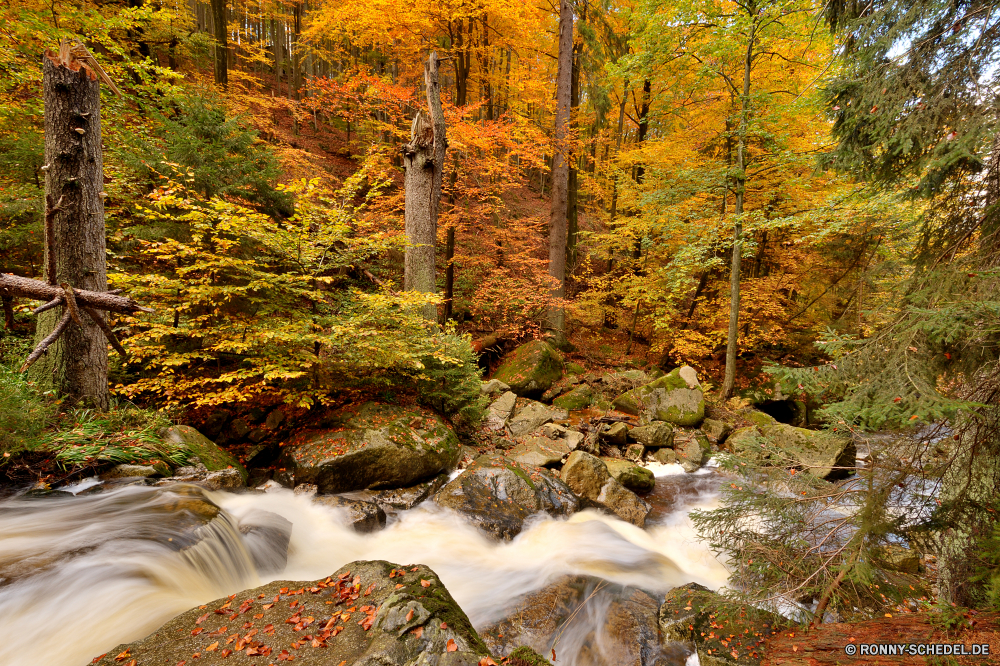 Ilsetal Baum Wald Fluss fallen Landschaft Schlucht Bäume Herbst Park Wasser Wasserfall woody plant Stream Fels Schlucht im freien southern beech Stein Umgebung Berg natürliche Wildnis Tal vascular plant friedliche Creek Szenerie Saison Belaubung Blätter im freien landschaftlich Kaskade Blatt Reisen Moos Berge Wild fließende Pflanze Wandern Frühling Hölzer Strömung Holz Bewegung bunte frisch Farben natürliche depression Land Entwicklung des ländlichen Szene Sommer gelb Reinigen Ökologie glatte nationalen Tourismus Branch Gras nass gelassene Felsen platsch Golden Landschaft felsigen Waldland fällt Tag ruhige üppige Busch Ahorn frische Luft Erholung Orange Urlaub Ausführen klar Steine Frieden Kiefer Brücke Ruhe entspannende Drop See Straße Land Farbe rasche steilen Garten Wanderung Bewegung Reflexion am Morgen SWIFT Wasserfälle saisonale Flüsse Jahreszeiten Wanderweg Zweige fallen Bewuchs erfrischende Himmel Pfad hell immergrün Kühl Birke tree forest river fall landscape canyon trees autumn park water waterfall woody plant stream rock ravine outdoor southern beech stone environment mountain natural wilderness valley vascular plant peaceful creek scenery season foliage leaves outdoors scenic cascade leaf travel moss mountains wild flowing plant hiking spring woods flow wood motion colorful fresh colors natural depression country rural scene summer yellow clean ecology smooth national tourism branch grass wet serene rocks splash golden countryside rocky woodland falls day tranquil lush bush maple freshness recreation orange vacation running clear stones peace pine bridge calm relaxing drop lake road land color rapid steep garden hike movement reflection morning swift waterfalls seasonal rivers seasons trail branches falling vegetation refreshing sky path bright evergreen cool birch