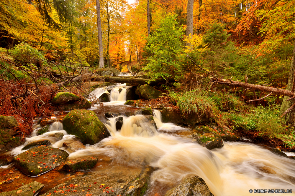 Ilsetal Wald Baum Brunnen Landschaft Fluss fallen Park Herbst Struktur Bäume Wasser Umgebung Belaubung Wildnis im freien Fels natürliche Stream landschaftlich Szenerie Berg Wasserfall im freien Stein Blatt Reisen Wild Saison Creek friedliche fließende bunte Blätter woody plant Wandern Hölzer Frühling Moos Entwicklung des ländlichen Gras Landschaft Farben gelb Tourismus Bewegung Kaskade nass frisch Land Szene Ökologie Branch Reinigen Holz Pfad Pflanze Garten klar Orange Sommer Berge Strömung See ruhige Wanderweg Beleuchtung vascular plant Golden Erholung glatte nationalen Wanderweg saisonale sonnig Ahorn Apparat Frieden frische Luft am Morgen Urlaub Sonne Wanderung üppige Busch Brücke gelassene platsch entspannende Drop Sonnenlicht Tag Regen Felsen Entspannen Sie sich Farbe Straße Braun Kofferraum Nebel außerhalb ruhig forest tree fountain landscape river fall park autumn structure trees water environment foliage wilderness outdoor rock natural stream scenic scenery mountain waterfall outdoors stone leaf travel wild season creek peaceful flowing colorful leaves woody plant hiking woods spring moss rural grass countryside colors yellow tourism motion cascade wet fresh country scene ecology branch clean wood path plant garden clear orange summer mountains flow lake tranquil trail lighting vascular plant golden recreation smooth national footpath seasonal sunny maple apparatus peace freshness morning vacation sun hike lush bush bridge serene splash relaxing drop sunlight day rain rocks relax color road brown trunk fog outside quiet