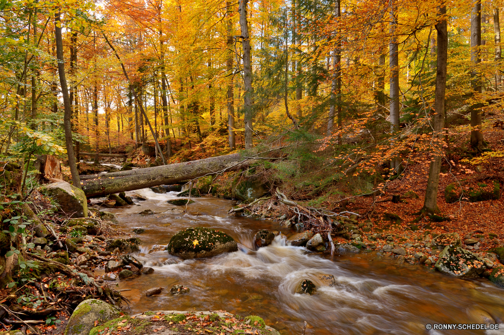 Ilsetal Wald Baum Sumpf Bäume Feuchtgebiet Land Landschaft Herbst fallen Park Szenerie Saison Fluss Blätter Belaubung Holz woody plant Hölzer Blatt im freien im freien natürliche Wasser Entwicklung des ländlichen Umgebung Branch landschaftlich Straße Szene gelb Landschaft Pflanze Schnee Stream kalt Pfad vascular plant Farben friedliche Pappel Sonnenlicht Land Gras Birke bunte Wandern Winter Wildnis Golden Orange Berg Sonne sonnig Eis See am Morgen Wetter Reisen Tag saisonale Frost Kiefer Wild Fels Frieden Stein Jahreszeiten Himmel Licht Boden Sommer hell Wanderweg gelassene Frühling Ahorn ruhige Flora Waldland Moos Wasserfall Neu Kofferraum Braun gefroren Farbe Garten Wanderweg abgedeckt klar üppige ruhig Bereich frisch Reinigen Berge Tourismus Creek Nebel Zweige Entspannen Sie sich Gold Reflexion nationalen southern beech aus Holz forest tree swamp trees wetland land landscape autumn fall park scenery season river leaves foliage wood woody plant woods leaf outdoor outdoors natural water rural environment branch scenic road scene yellow countryside plant snow stream cold path vascular plant colors peaceful poplar sunlight country grass birch colorful hiking winter wilderness golden orange mountain sun sunny ice lake morning weather travel day seasonal frost pine wild rock peace stone seasons sky light ground summer bright trail serene spring maple tranquil flora woodland moss waterfall new trunk brown frozen color garden footpath covered clear lush quiet area fresh clean mountains tourism creek fog branches relax gold reflection national southern beech wooden