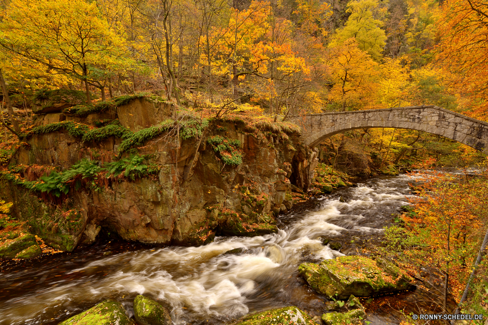 Bodetal Baum woody plant Herbst fallen Wald vascular plant Park Landschaft Belaubung Pappel Strauch gelb Bäume Blatt Saison Blätter Szenerie bunte Orange im freien Pflanze Golden natürliche im freien Holz Branch Forsythie Fluss landschaftlich Szene Umgebung Hölzer Wasser Landschaft Entwicklung des ländlichen Gras Farbe Farben friedliche Flora Ahorn Gold Straße Garten Zweige Wandern Land Himmel Jahreszeiten Berg saisonale hell See Waldland Birke Reisen Braun Tag Pfad gelassene Berge Frieden ruhige Fels Stein am Morgen Herbstfarben Sonnenlicht Frühling Licht Land Akazie Wanderweg klar Wild Nebel üppige Zaun Wildnis Ökologie Art und Weise Boden sonnig Kofferraum außerhalb Bewuchs Busch alt Landschaften Textur Stream Sonne Zeit lebendige tree woody plant autumn fall forest vascular plant park landscape foliage poplar shrub yellow trees leaf season leaves scenery colorful orange outdoors plant golden natural outdoor wood branch forsythia river scenic scene environment woods water countryside rural grass color colors peaceful flora maple gold road garden branches hiking country sky seasons mountain seasonal bright lake woodland birch travel brown day path serene mountains peace tranquil rock stone morning autumnal sunlight spring light land acacia footpath clear wild fog lush fence wilderness ecology way ground sunny trunk outside vegetation bush old scenics texture stream sun time vibrant