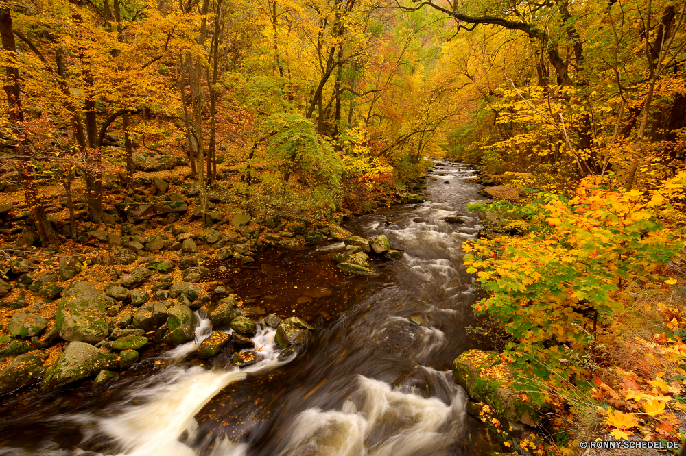 Bodetal Baum Herbst Wald fallen Landschaft Bäume Park woody plant Belaubung Blätter Saison gelb Blatt Schlucht Pappel Schlucht Fluss vascular plant Szenerie im freien im freien natürliche Umgebung Hölzer bunte Entwicklung des ländlichen landschaftlich Szene Wasser Holz Tal Golden Orange Berg Birke Landschaft Branch Gras Pflanze Farben Farbe friedliche Wildnis Reisen Land Wandern Garten saisonale Land Fels ruhige Straße Flora Stein Waldland See Tag natürliche depression Himmel Ökologie Jahreszeiten üppige Stream Tourismus Ahorn Pfad klar Wild Sonnenlicht Zweige Strauch Berge Frühling Sommer am Morgen Herbstfarben Moos Sonne Busch gelassene hell Gold Braun Wasserfall Frieden Creek Wanderweg Licht sonnig Landschaften außerhalb frisch frische Luft Schalter Boden Reinigen Sonnenaufgang Reflexion nationalen Sonnenuntergang Wiese tree autumn forest fall landscape trees park woody plant foliage leaves season yellow leaf canyon poplar ravine river vascular plant scenery outdoors outdoor natural environment woods colorful rural scenic scene water wood valley golden orange mountain birch countryside branch grass plant colors color peaceful wilderness travel country hiking garden seasonal land rock tranquil road flora stone woodland lake day natural depression sky ecology seasons lush stream tourism maple path clear wild sunlight branches shrub mountains spring summer morning autumnal moss sun bush serene bright gold brown waterfall peace creek trail light sunny scenics outside fresh freshness switch ground clean sunrise reflection national sunset meadow