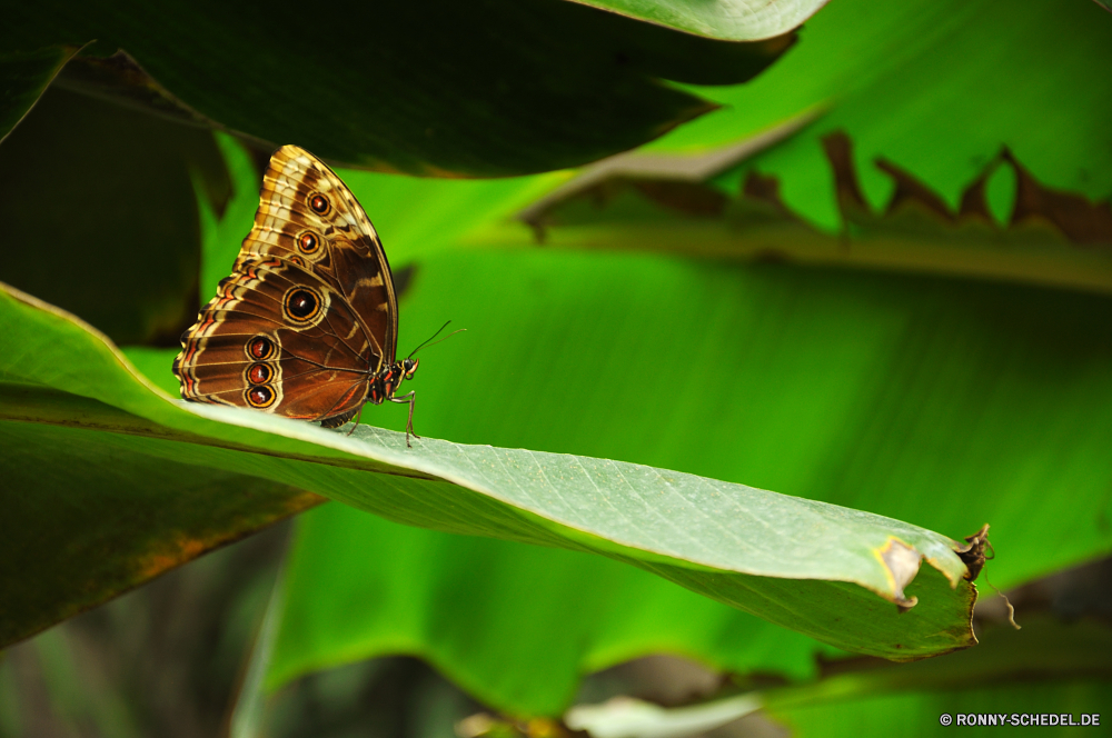 Schmetterlingshaus Jonsdorf Insekt Schmetterling leafhopper Gliederfüßer fliegen Pflanze Garten Wirbellose Frühling Blume Blatt Flamme Gras Mohrenfalter bunte Schließen Fehler Schmetterling (Nachtfalter) Kraut Nektar Braun Orange Farbe Wiese Tier Flügel Wildtiere Sommer Blüte Blumen blühen Wild Kleinheit Incarnadine aviate Behaarung Wasserrutsche Flit Absaugung Mimikry blutrote Rötung Conduit Primel Duct Weinrot Flieger aber Elite Zitrone Kräuter Rouge Spule Scharlachrot Posy Karmesinrot Premierminister blutig Aprikose Navigieren Kanal Seetang Bernstein gesprenkelt Rohr Blut Rohr Weide Flügel Zitrone üppige natürliche Licht Antenne ziemlich fliegen hocken gelb Native Blüte Leben closeup hell noch Tierwelt Flora Tropischer Rosa Blätter Zikade Hintern Detail Ventil Saison Florfliege Umgebung Nizza Branch Insekten schwarz Wald ruhelosigkeit Baum sitzen exotische einzelne getupft Wasser Biologie frei im freien Muster Käfer Marienkäfer Puppe zarte Flug Regen Frieden frisch Auge Wachstum insect butterfly leafhopper arthropod fly plant garden invertebrate spring flower leaf flame grass ringlet colorful close bug moth herb nectar brown orange color meadow animal wings wildlife summer bloom blossom wild littleness incarnadine aviate hairiness flume flit suction mimicry ruddy redness conduit primrose duct claret flier but elite citron herbage rouge spool scarlet posy crimson prime bloody apricot navigate channel seaweed amber mottled pipe blood tube pasture wing lemon lush natural light antenna pretty flying perching yellow native flowering life closeup bright still fauna flora tropical pink leaves cicada butt detail valve season lacewing environment nice branch insects black forest resting tree sitting exotic single spotted water biology free outdoors pattern beetle ladybug pupa delicate flight rain peace fresh eye growth