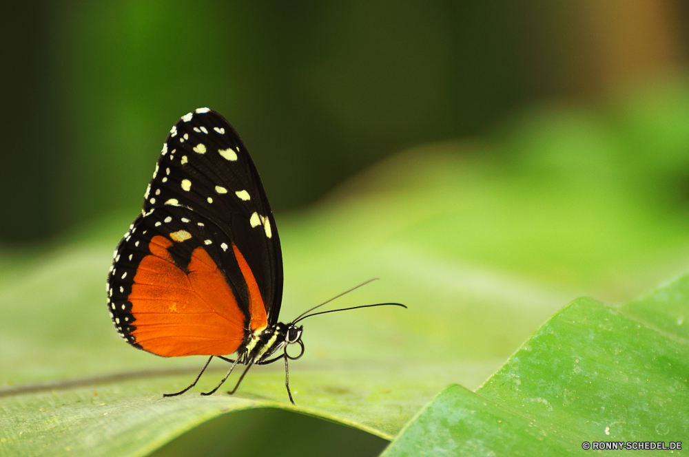 Schmetterlingshaus Jonsdorf Schmetterling Insekt Monarch fliegen Pflanze Blume Garten Kraut Admiral bunte Flamme Flügel Frühling Orange fliegen Nektar Flügel Fehler Gras ziemlich Braun Wiese Strauch Blüte vascular plant Farbe Sommer Blumen blühen Flieger Native Antenne Licht Kleinheit Incarnadine Behaarung aviate Wasserrutsche Flit Absaugung Mimikry blutrote Rötung Conduit Primel Weinrot Duct aber Elite Zitrone Kräuter Rouge Spule Scharlachrot Posy Karmesinrot Premierminister blutig Aprikose Navigieren Kanal Seetang Bernstein gesprenkelt Rohr Blut Weide Zitrone gelb hocken Rohr noch Rosa Blüte üppige zarte Florfliege woody plant Schließen Wildtiere butterfly bush Gliederfüßer Wild closeup Blatt schwarz Detail natürliche Insekten einzelne frei Leben Nizza Tropischer Hintern butterfly weed Piment sitzen Schmetterlinge Ventil im freien Schmetterling (Nachtfalter) hell Freiheit Seidenpflanze Tierwelt Flug Branch ruhelosigkeit common unicorn plant Flora Fütterung anmutige Biologie Saison Farbe der Flamme flattern Muster Blumen Umgebung exotische Schwalbenschwanz Blätter Flecken sanfte Feld butterfly insect monarch fly plant flower garden herb admiral colorful flame wings spring orange flying nectar wing bug grass pretty brown meadow shrub bloom vascular plant color summer blossom flier native antenna light littleness incarnadine hairiness aviate flume flit suction mimicry ruddy redness conduit primrose claret duct but elite citron herbage rouge spool scarlet posy crimson prime bloody apricot navigate channel seaweed amber mottled pipe blood pasture lemon yellow perching tube still pink flowering lush delicate lacewing woody plant close wildlife butterfly bush arthropod wild closeup leaf black detail natural insects single free life nice tropical butt butterfly weed allspice sitting butterflies valve outdoors moth bright freedom milkweed fauna flight branch resting common unicorn plant flora feeding graceful biology season flame color flutter pattern flowers environment exotic swallowtail leaves spots gentle field