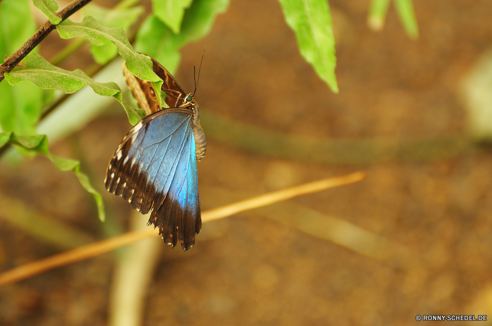 Schmetterlingshaus Jonsdorf blau Insekt Schmetterling fliegen Garten Flügel Frühling Pflanze Blume Schließen bunte Flügel Wildtiere Tier Fehler fliegen Sommer Wild Gras Flamme schwarz Blatt Kraut Orange Farbe Wiese natürliche Licht Blüte Braun Blumen blühen ziemlich Gliederfüßer zarte closeup Nektar Antenne Detail Flug gelb Blut Weide Umgebung Kleinheit Incarnadine aviate Behaarung Wasserrutsche Flit Absaugung Mimikry blutrote Rötung Conduit Primel Weinrot Duct Flieger aber Elite Zitrone Kräuter Rouge Spule Scharlachrot Posy Karmesinrot Premierminister blutig Aprikose Branch Native Navigieren Kanal Blüte Seetang Bernstein gesprenkelt Rohr Zitrone Libelle Wald Schmetterling (Nachtfalter) Tropischer Wirbellose Kleinlibellen Saison Rohr im freien hocken üppige Bein Blätter ruhelosigkeit noch Rosa exotische einzelne Ventil Tierwelt sitzen frei hell Feld Ökologie Flora Insekten Hintern Baum Erhaltung Tag Leben im freien lebendige Auge blue insect butterfly fly garden wing spring plant flower close colorful wings wildlife animal bug flying summer wild grass flame black leaf herb orange color meadow natural light bloom brown blossom pretty arthropod delicate closeup nectar antenna detail flight yellow blood pasture environment littleness incarnadine aviate hairiness flume flit suction mimicry ruddy redness conduit primrose claret duct flier but elite citron herbage rouge spool scarlet posy crimson prime bloody apricot branch native navigate channel flowering seaweed amber mottled pipe lemon dragonfly forest moth tropical invertebrate damselfly season tube outdoors perching lush leg leaves resting still pink exotic single valve fauna sitting free bright field ecology flora insects butt tree conservation day life outdoor vivid eye