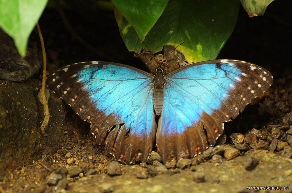 Schmetterlingshaus Jonsdorf Insekt Schmetterling Admiral Tier Jakobsmuschel Gliederfüßer Larve Flügel Wirbellose Muscheln bunte Schmetterling (Nachtfalter) fliegen Braun Flügel Pflanze Blume gelb Garten Antenne Orange Wildtiere Frühling closeup Mollusk Sommer Licht Regenschirm Fehler Tropischer Farbe Meer natürliche fliegen Schließen Organismus Wasser Blatt ziemlich Gras Puppe Sand Strand Umgebung Reisen Wild Muster Ozean Sonnenschirm einzelne im freien zarte Blätter Saison hell Baum Küste Nektar Insekten Sonne Detail frei Flamme Blüte Ufer Belaubung Urlaub Öffnen Halskette Wiese Auge Sonnenlicht Kraut Herbst Flieger blutig Navigieren Native Textur Erhaltung Baldachin Tourismus Blumen blühen Branch exotische fallen schwarz Leben Himmel insect butterfly admiral animal scallop arthropod larva wing invertebrate bivalve colorful moth fly brown wings plant flower yellow garden antenna orange wildlife spring closeup mollusk summer light umbrella bug tropical color sea natural flying close organism water leaf pretty grass pupa sand beach environment travel wild pattern ocean parasol single outdoors delicate leaves season bright tree coast nectar insects sun detail free flame bloom shore foliage vacation open necklace meadow eye sunlight herb autumn flier bloody navigate native texture conservation canopy tourism blossom branch exotic fall black life sky