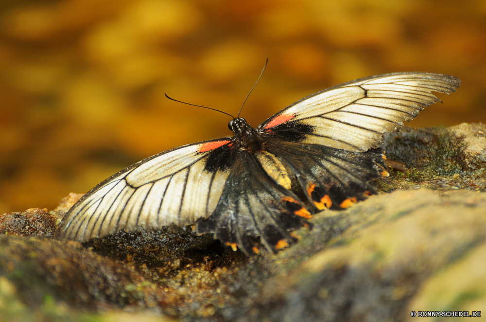 Schmetterlingshaus Jonsdorf Schmetterling Insekt fliegen Schmetterling (Nachtfalter) Blume Garten Pflanze bunte Flamme Flügel Admiral Frühling Orange fliegen Flügel Fehler Gliederfüßer Kraut Braun Nektar ziemlich Native Antenne Gras Blüte Wiese Flieger Licht Blumen blühen Kleinheit Incarnadine Behaarung aviate Wasserrutsche Flit Absaugung Mimikry blutrote Rötung Conduit Primel Weinrot Duct aber Elite Zitrone Kräuter Rouge Spule Scharlachrot Posy Karmesinrot Premierminister blutig Aprikose Navigieren Kanal Seetang Bernstein gesprenkelt Rohr Blut Weide Zitrone Kohlkopfschmetterling Wildtiere Schließen Farbe hocken zarte Sommer Rosa Blüte Rohr üppige gelb noch closeup schwarz Wild Blatt Hintern Detail natürliche Tier Tropischer frei Leben einzelne Ventil Tierwelt Insekten sitzen Nizza im freien Fütterung Wirbellose Flug Bein ruhelosigkeit hell vascular plant Flora Schmetterlinge Mohrenfalter Blätter Biologie Erhaltung Monarch Umgebung Farbe der Flamme anmutige exotische Auge Entomologie blau Freiheit Branch Saison butterfly insect fly moth flower garden plant colorful flame wing admiral spring orange flying wings bug arthropod herb brown nectar pretty native antenna grass bloom meadow flier light blossom littleness incarnadine hairiness aviate flume flit suction mimicry ruddy redness conduit primrose claret duct but elite citron herbage rouge spool scarlet posy crimson prime bloody apricot navigate channel seaweed amber mottled pipe blood pasture lemon cabbage butterfly wildlife close color perching delicate summer pink flowering tube lush yellow still closeup black wild leaf butt detail natural animal tropical free life single valve fauna insects sitting nice outdoors feeding invertebrate flight leg resting bright vascular plant flora butterflies ringlet leaves biology conservation monarch environment flame color graceful exotic eye entomology blue freedom branch season