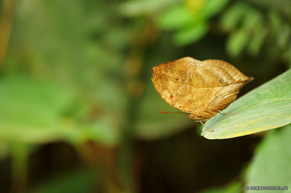 Schmetterlingshaus Jonsdorf Insekt Schmetterling Kraut Pflanze Blatt Gliederfüßer Mohrenfalter Schmetterling (Nachtfalter) Braun Baum Schließen Farbe Blätter gelb vascular plant Herbst natürliche bunte Garten Saison Orange Essen Puppe fallen closeup Flamme Blume wild ginger Belaubung Snack Wirbellose Frühling Wald Licht Flora üppige frisch fliegen Brot Gras Chip Wiese köstliche Umgebung Gold hell gesund Ahorn Premierminister saisonale Essen Blumen blühen Branch lecker Kleinheit Incarnadine Behaarung aviate Wasserrutsche Flit Absaugung Mimikry blutrote Rötung Conduit Primel Duct Weinrot Flieger aber Elite Zitrone Kräuter Rouge Spule Nektar Scharlachrot Posy Karmesinrot blutig Aprikose Navigieren Kanal Seetang Bernstein gesprenkelt Mahlzeit Rohr Frühstück Blut lebendige Weide Objekt Zitrone Mittagessen Tag Botanik Blüte noch Textur Native Rohr niemand fliegen Abendessen ziemlich Bio horizontale Gemüse Muster Dessert hocken Herbstfarben Blüte Leben schwarz Sommer Konditorei Rosa trocken einzelne Ground cherry Gestaltung Hintergründe Fleisch Wildtiere süß insect butterfly herb plant leaf arthropod ringlet moth brown tree close color leaves yellow vascular plant autumn natural colorful garden season orange food pupa fall closeup flame flower wild ginger foliage snack invertebrate spring forest light flora lush fresh fly bread grass chip meadow delicious environment gold bright healthy maple prime seasonal eating blossom branch tasty littleness incarnadine hairiness aviate flume flit suction mimicry ruddy redness conduit primrose duct claret flier but elite citron herbage rouge spool nectar scarlet posy crimson bloody apricot navigate channel seaweed amber mottled meal pipe breakfast blood vibrant pasture object lemon lunch day botany bloom still texture native tube nobody flying dinner pretty organic horizontal vegetable pattern dessert perching autumnal flowering life black summer pastry pink dry single ground cherry design backgrounds meat wildlife sweet