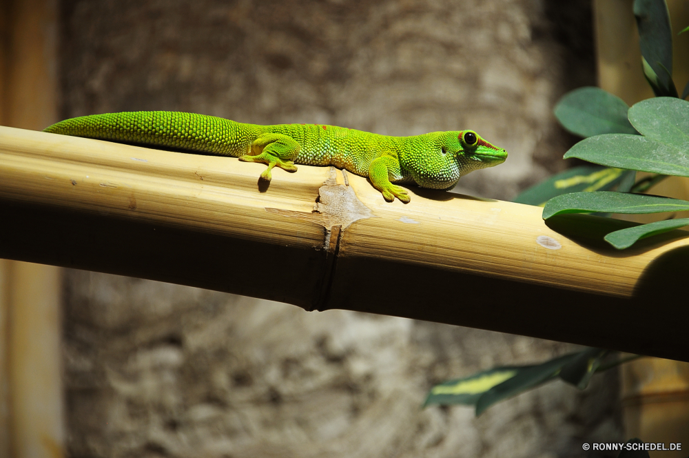 Schmetterlingshaus Jonsdorf Eidechse Smaragdeidechse Reptil Wildtiere Auge Wild Chamäleon Baum Drache Haustier Blatt Skala Schließen Leguan Wirbeltiere Branch Tiere Tarnung bunte Zoo Tropischer Reptilien Pflanze gelb Schlange closeup Kreatur — Farbe Wald exotische Frühling Erhaltung auf der Suche Garten Crawlen Skalen Umgebung Wasser Tierwelt Kopf im freien Schwanz Leben Haut Textfreiraum gefährdet schwarz Dschungel Orange im freien gefährliche Umwelt- Park frisch nass texturierte lizard green lizard reptile wildlife eye wild chameleon tree dragon pet leaf scale close iguana vertebrate branch animals camouflage colorful zoo tropical reptilian plant yellow snake closeup creature color forest exotic spring conservation looking garden crawling scales environment water fauna head outdoors tail life skin copy space endangered black jungle orange outdoor dangerous environmental park fresh wet textured