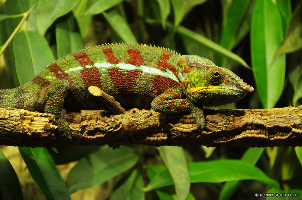 Schmetterlingshaus Jonsdorf Chamäleon Eidechse Person Reptil Wildtiere Tier Auge Leguan Drache Haustier Skala Wirbeltiere Wild Tarnung Branch Tropischer Reptilien Tiere bunte auf der Suche Erhaltung Farbe Schließen Zoo exotische langsam gemeinsamen Leguan gelb Sauriers gefährdet Schwanz Baum Tierwelt Haut ur Primitive Crawlen Kreatur — Dragoner Pigment Skalen Augen Amphibie starrte Orange Insektenfresser träge Frosch closeup arboreal Reptilien Wirbelsäule Dschungel schwarz Wald Kopf langsam bewegen Arten multicolor Haustiere Leben Blatt Studio Gecko Monster Türkis Wüste im freien Umgebung Gold Gefahr Textfreiraum Frühling Blätter chameleon lizard person reptile wildlife animal eye iguana dragon pet scale vertebrate wild camouflage branch tropical reptilian animals colorful looking conservation color close zoo exotic slow common iguana yellow saurian endangered tail tree fauna skin primal primitive crawling creature dragoon pigment scales eyes amphibian staring orange insectivore sluggish frog closeup arboreal reptiles spine jungle black forest head slow moving species multicolor pets life leaf studio gecko monster turquoise desert outdoors environment gold danger copy space spring leaves