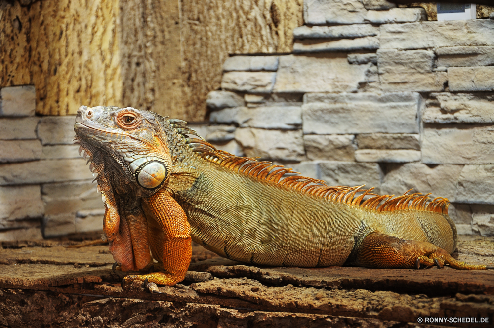 Schmetterlingshaus Jonsdorf gemeinsamen Leguan Eidechse Reptil Wildtiere Leguan Drache Auge Skala Haustier Wild Zoo Wirbeltiere Reptilien langsam Tropischer Chamäleon Schließen Sauriers Schwanz Haut gefährdet auf der Suche Tiere Erhaltung Tarnung Kopf Kreatur — Dragoner ur Primitive exotische Crawlen Baum Gras Branch Schildkröte Skalen Arten Wirbelsäule starrte Tierwelt Farbe im freien closeup Schildkröte schwarz Fels bunte Haustiere gelb Augen Schale Schutz Gefahr Dinosaurier Reptilien Kamm Amphibie Gesicht Safari Wüste eine Umgebung Braun common iguana lizard reptile wildlife iguana dragon eye scale pet wild zoo vertebrate reptilian slow tropical chameleon close saurian tail skin endangered looking animals conservation camouflage head creature dragoon primal primitive exotic crawling tree grass branch tortoise scales species spine staring fauna color outdoors closeup turtle black rock colorful pets yellow eyes shell protection danger dinosaur reptiles crest amphibian face safari desert one environment brown