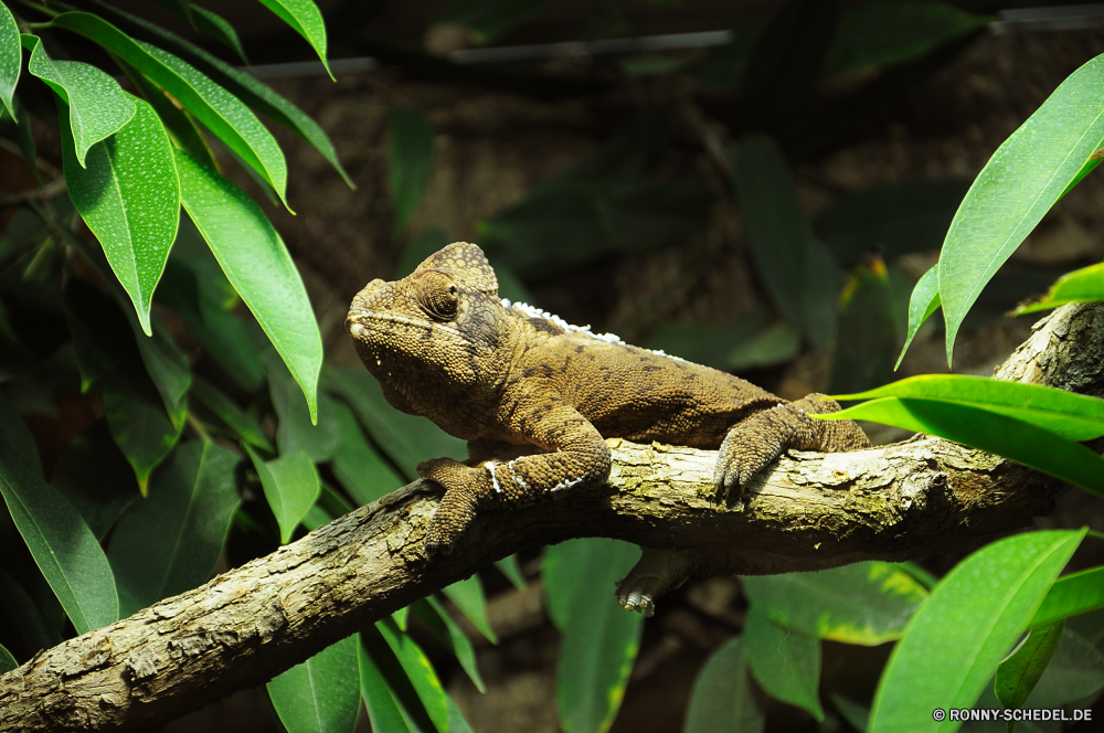 Schmetterlingshaus Jonsdorf Chamäleon Eidechse Reptil Person Wildtiere Wild Auge Baum Skala Drache Tiere Leguan Branch Haustier Tropischer Tier Wald Zoo Kreatur — Tarnung Wirbeltiere Schlange im freien Reptilien gefährdet im freien Reptilien Farbe Skalen Schließen Tierwelt Erhaltung exotische Umgebung Schwanz gefährliche auf der Suche Haut Gefahr Arten gelb Fels wildes Tier Crawlen langsam Blatt bunte Kopf Park Textfreiraum Wilde Tiere Dschungel außerhalb Frosch Amphibie u-s Frühling schwarz Raubtier Mund Wüste Gecko chameleon lizard reptile person wildlife wild eye tree scale dragon animals iguana branch pet tropical animal forest zoo creature camouflage vertebrate snake outdoors reptilian endangered outdoor reptiles color scales close fauna conservation exotic environment tail dangerous looking skin danger species yellow rock wild animal crawling slow leaf colorful head park copy space wild animals jungle outside frog amphibian u s spring black predator mouth desert gecko