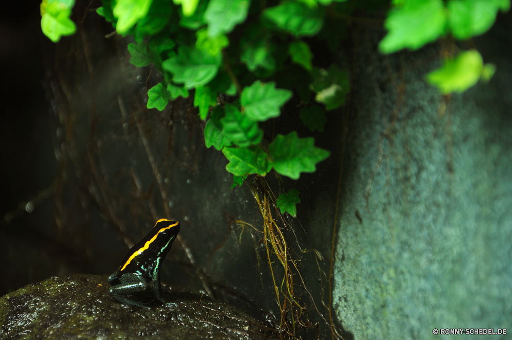 Schmetterlingshaus Jonsdorf aquatische Wasser Wildtiere Tier Fluss Blatt Pflanze Wild See Vogel Schließen Blätter Insekt Teich Sommer Reptil nass Auge natürliche Wasserpflanze im freien gelb Baum Garten Umgebung schwarz Gras vascular plant Frosch Farbe Reflexion Schwimmen ruhige Amphibie Detail Frühling Leben Stein closeup Schnabel Tropischer Stream Blume im freien Schildkröte Licht Wald Meer Fels Schwimmen Park Tiere Braun Ökologie Drop bunte Saison aquatic water wildlife animal river leaf plant wild lake bird close leaves insect pond summer reptile wet eye natural aquatic plant outdoors yellow tree garden environment black grass vascular plant frog color reflection swimming tranquil amphibian detail spring life stone closeup beak tropical stream flower outdoor turtle light forest sea rock swim park animals brown ecology drop colorful season