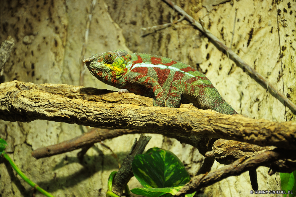 Schmetterlingshaus Jonsdorf Chamäleon Eidechse Reptil Wildtiere Person Auge Leguan gemeinsamen Leguan Drache Skala Wild Haustier Smaragdeidechse Tropischer Wirbeltiere Tiere Zoo Branch Farbe Tarnung Schließen Baum Erhaltung Reptilien Schwanz bunte Frosch Tier auf der Suche Sauriers langsam exotische Haut Crawlen gefährdet gelb Wald Amphibie Skalen Tierwelt Kopf Blatt ur Reptilien Primitive Wirbelsäule Kreatur — Augen Dragoner Arten starrte Fels Gecko Umgebung Dschungel Haustiere Orange schwarz Wüste Park im freien closeup Wasser Insektenfresser Eidechsen träge Pigment Suchen Monster im freien Vogel Textfreiraum chameleon lizard reptile wildlife person eye iguana common iguana dragon scale wild pet green lizard tropical vertebrate animals zoo branch color camouflage close tree conservation reptilian tail colorful frog animal looking saurian slow exotic skin crawling endangered yellow forest amphibian scales fauna head leaf primal reptiles primitive spine creature eyes dragoon species staring rock gecko environment jungle pets orange black desert park outdoors closeup water insectivore lizards sluggish pigment look monster outdoor bird copy space