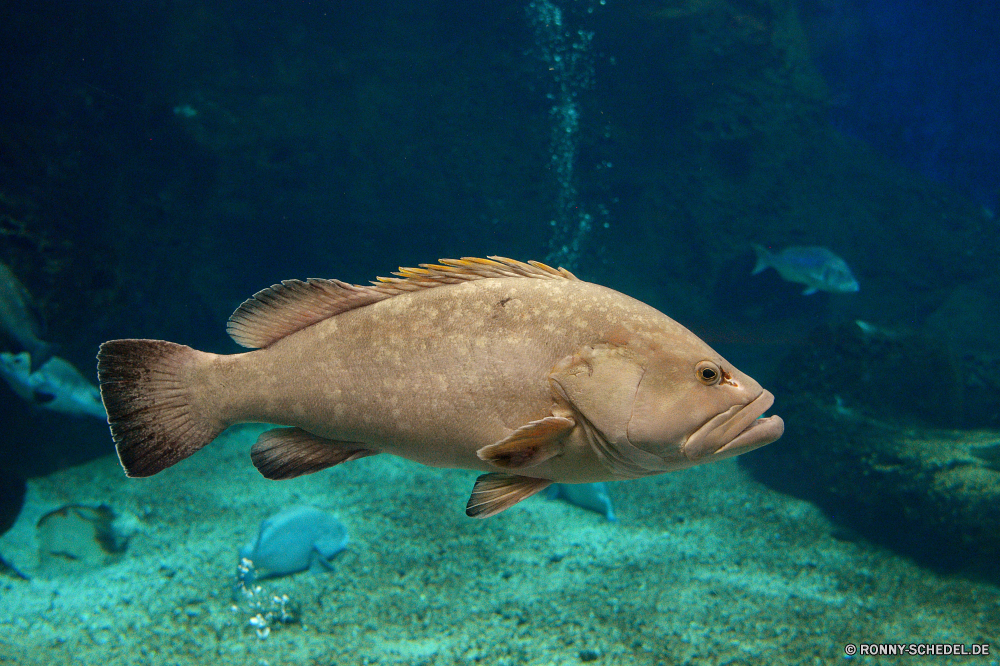 Cretaquarium Kabeljau Fisch Unterwasser Meer Riff Ozean soft-finned fish Koralle Wasser Tropischer Marine Tauchen aquatische Tauchen Tauchgang Schnapper exotische tief Salzwasser Aquarium Reisen Schwimmen bunte Wildtiere Leben Stör Speisefische Urlaub Schildkröte Schwimmen Kolonie Unterwasser Tourismus Seekuh hell Taucher Exploration Tiefe Scuba diving Fische Tank Blasen Wild Wassersäugetier Tiere erkunden Farbe Tierwelt Sonnenlicht unter Traum Schule Schnorcheln FIN unter Orte Pazifik Türkis Strahl lebendige Sport Flossen Schnorchel unten Schwanz seelandschaft Abenteuer Spaß Umgebung Unechte Karettschildkröte Klima Umwelt- Schließen natürliche cod fish underwater sea reef ocean soft-finned fish coral water tropical marine diving aquatic scuba dive snapper exotic deep saltwater aquarium travel swimming colorful wildlife life sturgeon food fish vacation turtle swim colony undersea tourism sea cow bright diver exploration depth scuba diving fishes tank bubbles wild aquatic mammal animals explore color fauna sunlight under dream school snorkeling fin below places pacific turquoise ray vivid sport fins snorkel bottom tail seascape adventure fun environment loggerhead climate environmental close natural