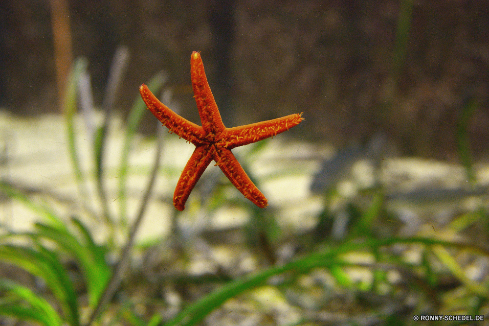 Cretaquarium Seestern Stachelhäuter Wirbellose Tier Sterne Strand Tropischer Meer Sand Urlaub Schale Ozean Urlaub Sommer Marine Fisch Muschel Wasser Küste Dekoration Reisen Form Ufer Meeresküste Objekt Muschelschalen Saison Textur Leben Schalen sandigen Küste Feier Unterwasser Gestaltung Muscheln Kopie Verzierung Schließen Sammlung aquatische Raum Dekor bunte Welle warm Himmel closeup Schalentiere im freien saisonale Sonne Symbol Insel Farbe am Meer sonnig leere Paradies natürliche Ziel Urlaub festlich dekorative exotische Textfreiraum Detail Aquarium Winter Karte Orange Multifunktionsleiste einzelne Jahr gelb Venusmuschel glänzend Tropen niemand Geschenk Kreatur — Entspannen Sie sich Entspannung Frame Gruß feiern Spa hell starfish echinoderm invertebrate animal star beach tropical sea sand holiday shell ocean vacation summer marine fish seashell water coast decoration travel shape shore seashore object conch season texture life shells sandy coastline celebration underwater design seashells copy ornament close collection aquatic space decor colorful wave warm sky closeup shellfish outdoor seasonal sun symbol island color seaside sunny empty paradise natural destination holidays festive decorative exotic copy space detail aquarium winter card orange ribbon single year yellow clam shiny tropics nobody gift creature relax relaxation frame greeting celebrate spa bright