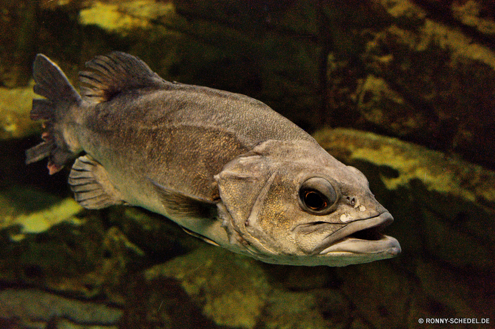 Cretaquarium Mondfisch spiny-finned fish Fisch Gitarre Frosch bony fish Wasser Meer Auge Angeln Ozean Wildtiere Unterwasser aquatische Tropischer Marine frisch Fisch und Meeresfrüchte Aquarium Amphibie Essen Schließen bunte exotische fangen Skala Eidechse FIN Roh Augen Koralle Riff Tauchen Fluss Speisefische Laubfrosch Reptil Süßwasser Salzwasser Kreatur — Farbe tief Schnapper Augen Tiere Kopf gesund Orange Fische Schwimmen schwarz Wild Mund Leben Haustier See nass Frösche Markt Forelle Tauchgang auf der Suche Tierwelt Schwanz Schwimmen kalt Baum Lachs im freien Coho gelb Teich closeup Eis Braun soft-finned fish hell Suchen Blatt sunfish spiny-finned fish fish bass frog bony fish water sea eye fishing ocean wildlife underwater aquatic tropical marine fresh seafood aquarium amphibian food close colorful exotic catch scale lizard fin raw eyed coral reef diving river food fish tree frog reptile freshwater saltwater creature color deep snapper eyes animals head healthy orange fishes swim black wild mouth life pet lake wet frogs market trout dive looking fauna tail swimming cold tree salmon outdoors coho yellow pond closeup ice brown soft-finned fish bright look leaf