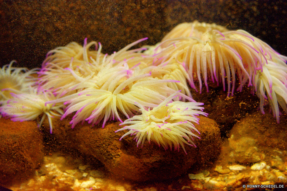 Cretaquarium Seeanemone Wirbellose Unterwasser Tier Koralle Meer Fisch Tropischer Ozean Marine Riff Wasser Tauchen bunte Tauchen aquatische Farbe exotische Salzwasser Tauchgang hell Anemone tief Textur Aquarium Fraktal Licht Tapete Muster Anemonenfisch Schnorcheln Form Feier Kolonie Fantasie Kunst Grafik Urlaub schwarz Reisen Gestaltung generiert Leben Raum Hintergrund Farben futuristische Wildtiere Sonnenlicht erkunden Exploration Schwimmen künstlerische Welle Verzierung Bewegung Tourismus Neu Unterwasser Nacht Feuerwerk Sonnenstrahl gelb Partei 3D Strahl Entspannung dunkel Wirkung feiern Linien Urlaub Kurve Strahlen seelandschaft Blasen lebendige Glühen Grafiken Digital Sonne Dekoration weiche glänzend Dekor sea anemone invertebrate underwater animal coral sea fish tropical ocean marine reef water diving colorful scuba aquatic color exotic saltwater dive bright anemone deep texture aquarium fractal light wallpaper pattern anemone fish snorkeling shape celebration colony fantasy art graphic vacation black travel design generated life space backdrop colors futuristic wildlife sunlight explore exploration swimming artistic wave ornament motion tourism new undersea night fireworks sunbeam yellow party 3d ray relaxation dark effect celebrate lines holiday curve rays seascape bubbles vivid glow graphics digital sun decoration soft shiny decor