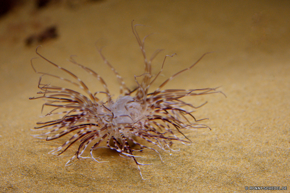 Cretaquarium Seeanemone Wirbellose Meer Unterwasser Fisch Ozean Tropischer Wasser aquatische Riff Marine Koralle Tier Tauchen Tauchen Schließen Pflanze Hundertfüßer natürliche exotische Flora Aquarium Tauchgang Gliederfüßer Salzwasser closeup Sommer Baum Detail Reisen tief Leben bunte Farbe Wildtiere Pflanzen Wirbelsäule Urlaub Botanik trocken Blume Tourismus Urlaub Kiefer Sand Saison Dekoration Schnorcheln Tanne Wüste Garten Neu Nadel- Dorn immergrün Löwe Kaktus Blumen Strand Tiere Branch ruhige Sonne Auge saisonale FIN hell Wald erkunden Schwimmen Winter scharfe Traum horizontale dekorative schwarz Blatt sea anemone invertebrate sea underwater fish ocean tropical water aquatic reef marine coral animal diving scuba close plant centipede natural exotic flora aquarium dive arthropod saltwater closeup summer tree detail travel deep life colorful color wildlife plants spine holiday botany dry flower tourism vacation pine sand season decoration snorkeling fir desert garden new coniferous thorn evergreen lion cactus flowers beach animals branch tranquil sun eye seasonal fin bright forest explore swim winter sharp dream horizontal decorative black leaf