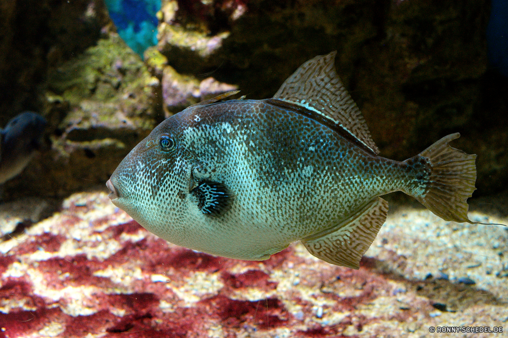 Cretaquarium Kugelfisch Unterwasser Fisch Meer Riff Ozean Tropischer Koralle Marine Tauchen Wasser Tauchen aquatische exotische Tauchgang Salzwasser Aquarium tief Wildtiere Leben bunte Reisen Schwimmen Schwimmen Urlaub Schnorcheln Unterwasser Kolonie Fische Aal Tiere Tank Farbe unter Abenteuer Dreifarben erkunden Tierwelt Taucher Sonnenlicht Tourismus hell Schildkröte FIN Orte Schmetterlingsfische Wild Schnorchel unter Exploration Tiefe Wendekreis Traum Umwelt- Sport Umgebung seelandschaft Blasen Klima Entspannung Skalar Scuba diving Arten Tropen Salz Türkis Schnapper schwarz puffer underwater fish sea reef ocean tropical coral marine diving water scuba aquatic exotic dive saltwater aquarium deep wildlife life colorful travel swimming swim vacation snorkeling undersea colony fishes eel animals tank color under adventure rock beauty explore fauna diver sunlight tourism bright turtle fin places butterfly fish wild snorkel below exploration depth tropic dream environmental sport environment seascape bubbles climate relaxation angelfish scuba diving species tropics salt turquoise snapper black