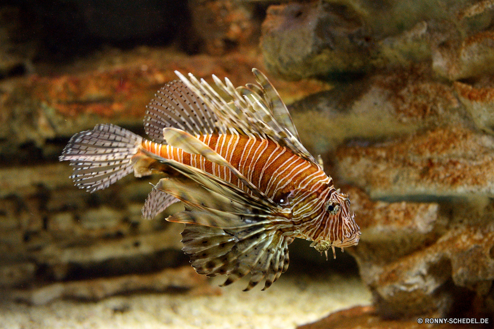 Cretaquarium Unterwasser Meer Ozean Tropischer Riff Marine aquatische Koralle Wasser Tauchen Tauchen Tauchgang Salzwasser exotische Fisch Aquarium tief Reisen bunte Wildtiere Leben Urlaub Schließen erkunden Farbe Schwimmen Schnorcheln Fische Löwe Exploration Sonnenlicht hell unter Kolonie FIN ruhige Entspannung Tank Salz Schwimmen Tourismus Sonne Urlaub unter unter Sand gefährliche Licht Tiere giftige Sonnenstrahl Schale Blasen Traum Umgebung nass Anemone Orte unten Sommer seelandschaft Abenteuer Strand Strahl Felsen Insel Erholung underwater sea ocean tropical reef marine aquatic coral water diving scuba dive saltwater exotic fish aquarium deep travel colorful wildlife life vacation close explore color swim snorkeling fishes lion exploration sunlight bright beneath colony fin tranquil relaxation tank salt swimming tourism sun holiday below under sand dangerous light animals poisonous sunbeam shell bubbles dream environment wet anemone places bottom summer seascape adventure beach ray rocks island recreation