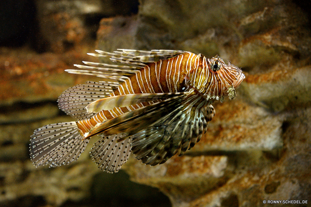 Cretaquarium Unterwasser Meer Tropischer Ozean Riff Marine Tauchen Koralle Tauchen Wasser aquatische Fisch Tauchgang exotische tief Aquarium Seehase Reisen bunte Salzwasser Wildtiere Leben Schneckenart Wirbellose Urlaub erkunden Schnorcheln Farbe Schließen Mollusk Schwimmen Fische Exploration Kolonie Löwe Tank Schwimmen Tourismus Plattwürmer Tiere ruhige Sommer unter FIN Tiefe Salz unter seelandschaft gefährliche Abenteuer Urlaub Orte Sonnenlicht Wurm Sand Blasen Traum hell Entspannung Umgebung giftige unter unten Licht Tierwelt getupft Felsen Umwelt- Strand schwarz Sonne Unterwasser Wild Schale dunkel Haustier underwater sea tropical ocean reef marine scuba coral diving water aquatic fish dive exotic deep aquarium sea slug travel colorful saltwater wildlife life gastropod invertebrate vacation explore snorkeling color close mollusk swimming fishes exploration colony lion tank swim tourism flatworm animals tranquil summer beneath fin depth salt under seascape dangerous adventure holiday places sunlight worm sand bubbles dream bright relaxation environment poisonous below bottom light fauna spotted rocks environmental beach black sun undersea wild shell dark pet