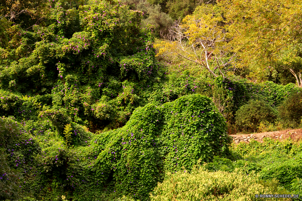 Richtis Wasserfall Baum woody plant vascular plant Pflanze Wald Herbst Landschaft fallen Bäume Park Blatt Saison Belaubung Himmel im freien Blätter Berg Gras gelb natürliche Branch Garten im freien Farbe Entwicklung des ländlichen Szene bunte Flora Tag Hölzer ruhige Fluss Hügel Pflanzen Szenerie Wasser Holz Strauch Kraut landschaftlich Umgebung Reisen See Wiese Landschaft Sommer Stein Busch Landschaften Pfad Wildnis friedliche nationalen Orange Frühling Bewuchs Blume Farben Fels Berge Kiefer Feld Land Ahorn Tourismus Wachstum saisonale gelassene niemand Licht Sonnenlicht Reflexion Land Sonne Landwirtschaft außerhalb Frieden Wild Blumen Wandern Tal Wolken Leuchten Schatten Dill Waldland klar hoch Wanderweg Golden Bereich Panorama zu Fuß Erhaltung idyllische Birke Gold Pappel Straße Textfreiraum Horizont tree woody plant vascular plant plant forest autumn landscape fall trees park leaf season foliage sky outdoors leaves mountain grass yellow natural branch garden outdoor color rural scene colorful flora day woods tranquil river hill plants scenery water wood shrub herb scenic environment travel lake meadow countryside summer stone bush scenics path wilderness peaceful national orange spring vegetation flower colors rock mountains pine field country maple tourism growth seasonal serene nobody light sunlight reflection land sun agriculture outside peace wild flowers hiking valley clouds shine shadow dill woodland clear high trail golden area panorama walk conservation idyllic birch gold poplar road copy space horizon