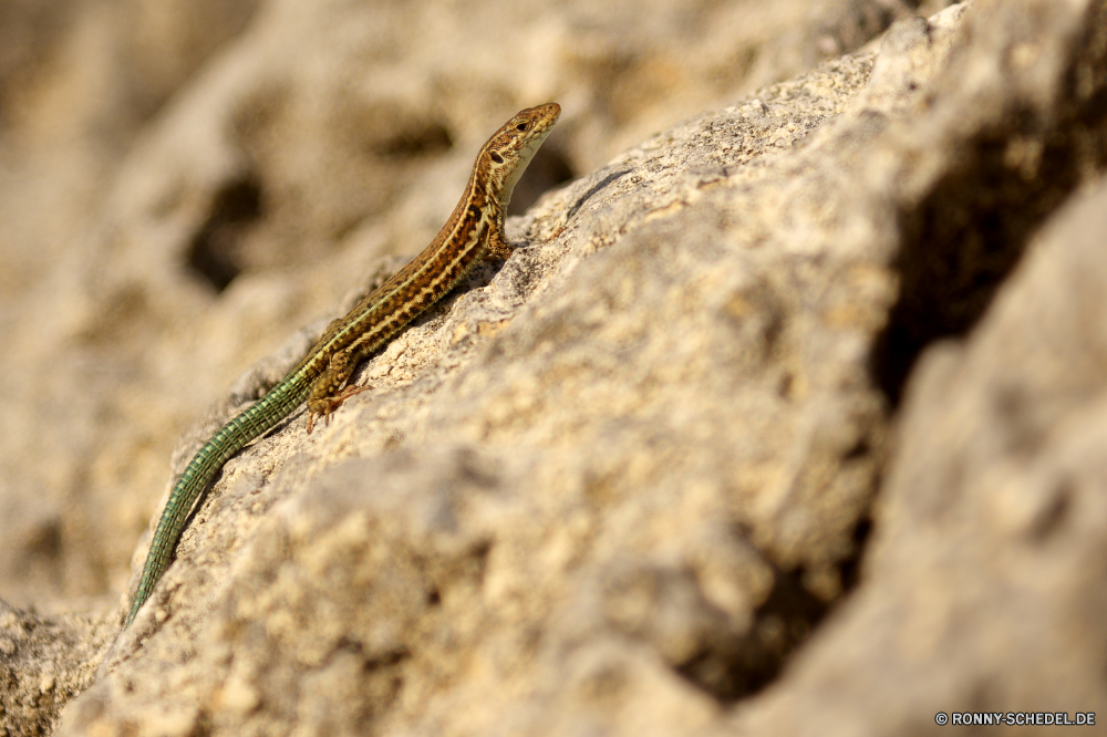 Kournas Lake Eidechse Reptil Schlange Wildtiere Wild Skala Tiere Schlange Auge Zunge im freien Fels wildes Tier im freien Reptilien Gefahr Braun Skalen Textfreiraum Park Tropischer glitschigen Schließen Angst Tierwelt Kreatur — Wüste closeup Baum Wilde Tiere Herpetologie u-s Reptilien Crawl gefährliche Ökologie Alligator Eidechse Muster giftige ein Tier Gift Arten Augen Leben außerhalb Umgebung Wasser Viper giftige Gift Wald Haut Erhaltung Kopf natürliche schwarz Gras Sommer lizard reptile snake wildlife wild scale animals serpent eye tongue outdoors rock wild animal outdoor reptiles danger brown scales copy space park tropical slither close fear fauna creature desert closeup tree wild animals herpetology u s reptilian crawl dangerous ecology alligator lizard pattern poisonous one animal poison species eyes life outside environment water viper venomous venom forest skin conservation head natural black grass summer