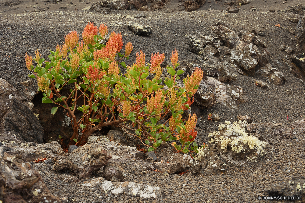 Lanzarote Kraut vascular plant carnivorous plant Pflanze Baum Känguruhblume Blatt Landschaft Herbst Park Wald fallen bunte Blätter natürliche Kaktus Fels woody plant gelb Flora Garten im freien Saison Strauch Bäume landschaftlich Pflanzen Blume Stein Farbe club moss Gras Frühling Wüste trocken Szenerie Holz Organismus Berg Orange im freien fern ally Sommer Bäumchen Textur Wild Reisen nationalen alt glasswort Umgebung Wachstum saisonale Schlucht Bewuchs Hölzer Berge closeup Wasser Oberfläche Wildnis Leben Mauer Himmel Pfad Belaubung schmutzig Straße hell Entwicklung des ländlichen herb vascular plant carnivorous plant plant tree kangaroo paw leaf landscape autumn park forest fall colorful leaves natural cactus rock woody plant yellow flora garden outdoors season shrub trees scenic plants flower stone color club moss grass spring desert dry scenery wood organism mountain orange outdoor fern ally summer sapling texture wild travel national old glasswort environment growth seasonal canyon vegetation woods mountains closeup water surface wilderness life wall sky path foliage dirty road bright rural