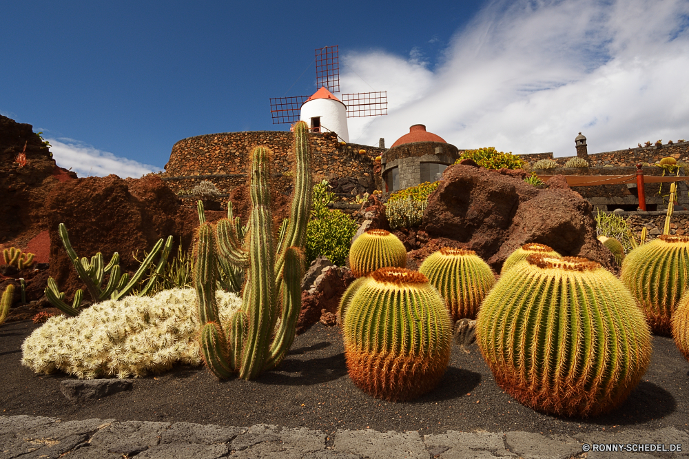 Lanzarote Kaktus Pflanze Landwirtschaft Feld Heu Landschaft trocken Sommer Bauernhof Wüste Entwicklung des ländlichen Stroh Himmel Ernte Landbau Landschaft natürliche Land Gras Ballen Ballen Golden Essen Weizen Ernte stachelige Runde Baum Wiese wachsen Land Ackerland Gold im freien Herbst gelb Wolke Wolken Kakteen scharfe Kreis Feed Korn Horizont Tourismus Sukkulente Obst landwirtschaftlichen cereal wachsende zu produzieren Meer Saison Garten Reisen Farbe Gerste Sand Fels Bewuchs Berge Park im freien Sonne Berg Wachstum Südwesten Ernte Mais Roll Wasser Sonnenuntergang Blume landschaftlich cactus plant agriculture field hay landscape dry summer farm desert rural straw sky harvest farming countryside natural country grass bales bale golden food wheat crop prickly round tree meadow grow land farmland gold outdoor autumn yellow cloud clouds cacti sharp circle feed grain horizon tourism succulent fruit agricultural cereal growing produce sea season garden travel color barley sand rock vegetation mountains park outdoors sun mountain growth southwest harvesting corn roll water sunset flower scenic