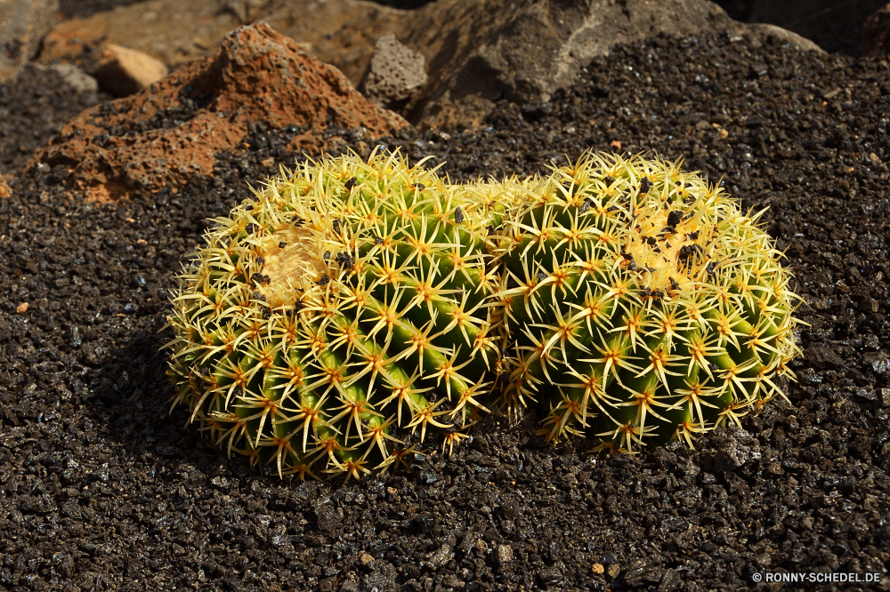 Lanzarote Kaktus Seeanemone Pflanze Wirbellose scharfe Garten Blume Wüste Tier Flora Wirbelsäule Schließen Dorn gelb Botanik Sonnenblume stachelige trocken Kakteen Sommer natürliche Farbe Blatt Sonne Sukkulente closeup Tropischer Spitze exotische Leben Obst Botanischer Wachstum Landwirtschaft Samen Essbare Früchte Detail Blütenblatt Nadel Runde Floral dornige Fass hell Muster Pflanzen bunte Dornig Dornen Blütenstaub Blumen Wasser Essen Gartenarbeit Blüte heiß Wild Arid Bewuchs Form einzelne Blumen blühen Sonnenlicht Sand Meer cactus sea anemone plant invertebrate sharp garden flower desert animal flora spine close thorn yellow botany sunflower prickly dry cacti summer natural color leaf sun succulent closeup tropical spike exotic life fruit botanical growth agriculture seed edible fruit detail petal needle round floral spiny barrel bright pattern plants colorful thorny thorns pollen flowers water food gardening bloom hot wild arid vegetation shape single blossom sunlight sand sea