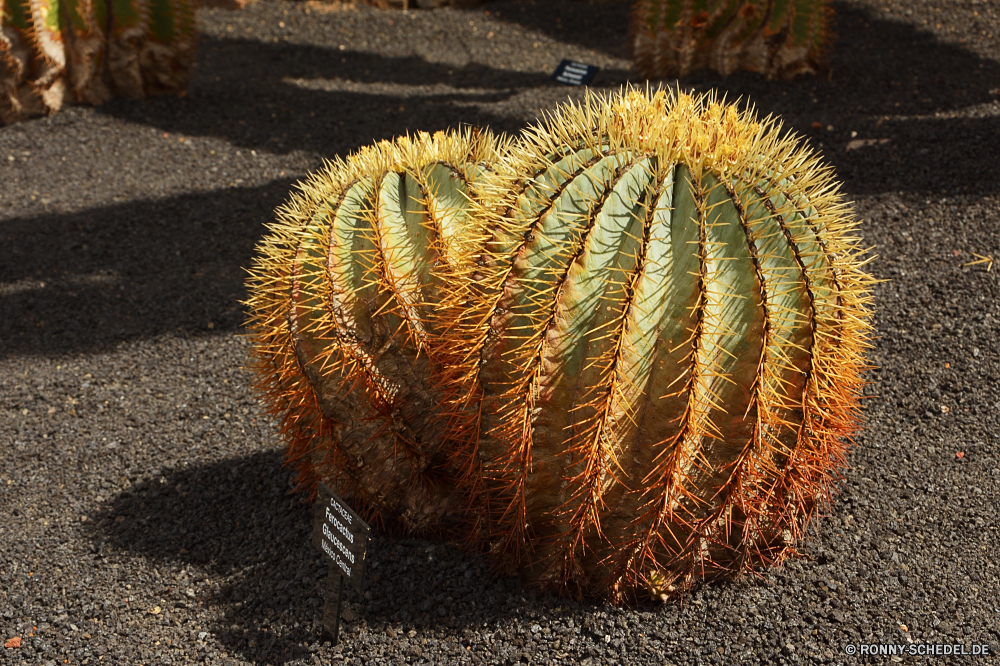 Lanzarote sea pen coelenterate Wirbellose Kaktus Tier Pflanze scharfe Wüste Mollusk Kakteen Garten trocken stachelige gelb Dorn Schließen Bewuchs Braun Baum Landwirtschaft Botanik Landschaft Tropischer Gras Fass Wirbelsäule natürliche Farbe Wachstum Heu dornige Stachelhäuter Bauernhof Textur Nadel Entwicklung des ländlichen Fels Meer Essen Feld Federstern Flora Himmel Schale Sukkulente bunte Leben Marine Gartenarbeit Sommer Ozean Land Fisch Erde im freien Herbst Dornig Dornen Arid niemand Boden Ernte Form Pflanzen Umgebung Wasser Saison Blatt sea pen coelenterate invertebrate cactus animal plant sharp desert mollusk cacti garden dry prickly yellow thorn close vegetation brown tree agriculture botany landscape tropical grass barrel spine natural color growth hay spiny echinoderm farm texture needle rural rock sea food field feather star flora sky shell succulent colorful life marine gardening summer ocean land fish earth outdoors autumn thorny thorns arid nobody ground harvest shape plants environment water season leaf