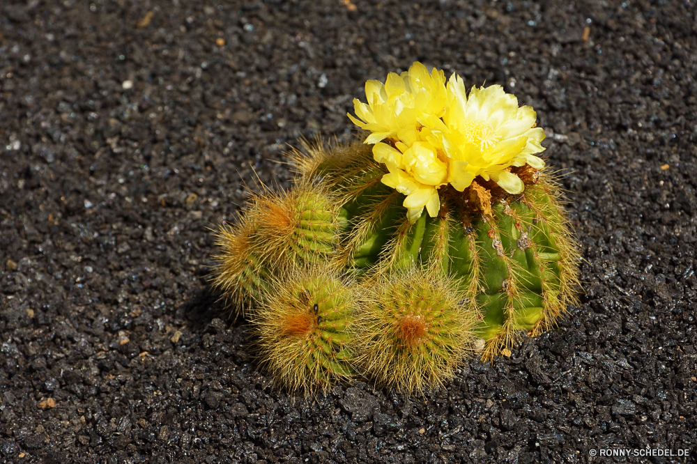 Lanzarote Kraut Pflanze vascular plant Kaktus Blume gelb Flora Garten Blumen blühen Frühling Organismus Blumen Sommer Feld Blüte hell Gras Blütenblatt Saison Schließen Gänseblümchen Botanik Wiese Floral Farbe Löwenzahn Sonne natürliche Blatt closeup Wüste blühen Blütenblätter im freien Wachstum Landwirtschaft Sonnenblume Botanischer Blätter Entwicklung des ländlichen einzelne Gartenarbeit saisonale Samen Vorbau trocken sonnig bunte lebendige Pflanzen Detail wachsen Wirbelsäule Samen Blumenstrauß Rasen im freien Himmel Hintergründe Sonnenlicht Kakteen stachelige Blütenstaub frisch Baum Bio Kopf Textur Muster Dorn Leben Informationen heiß frische Luft Park herb plant vascular plant cactus flower yellow flora garden blossom spring organism flowers summer field bloom bright grass petal season close daisy botany meadow floral color dandelion sun natural leaf closeup desert blooming petals outdoors growth agriculture sunflower botanical leaves rural single gardening seasonal seed stem dry sunny colorful vibrant plants detail grow spine seeds bouquet lawn outdoor sky backgrounds sunlight cacti prickly pollen fresh tree organic head texture pattern thorn life details hot freshness park