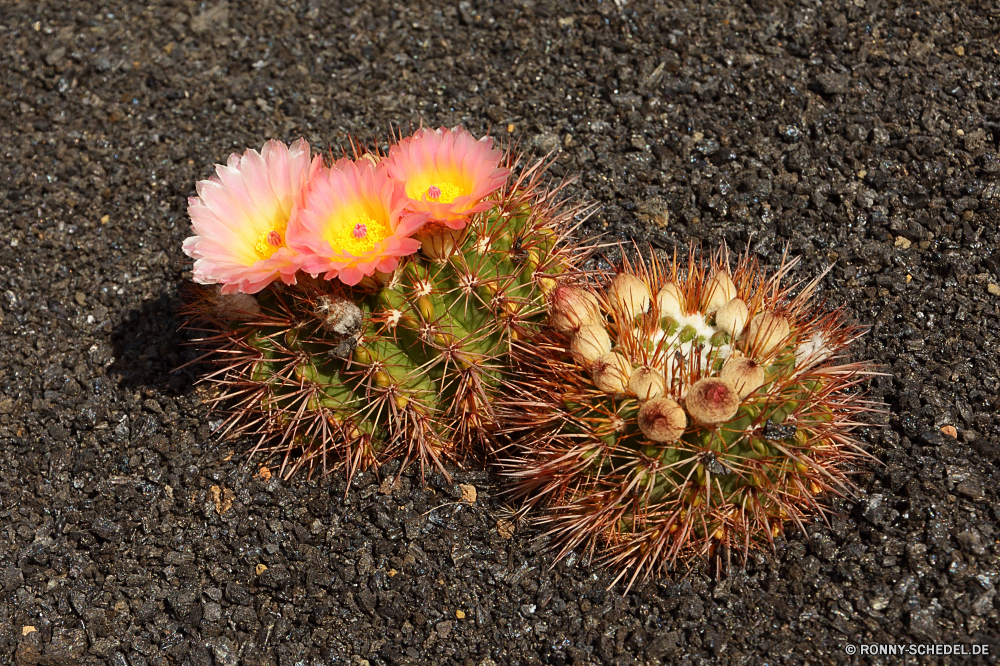 Lanzarote Kaktus Pflanze Blume Feier Urlaub Feuerwerk Flora Nacht Licht Festival Garten Neu saisonale Schließen Saison bunte Botanik Blumen Partei Explosion Farbe hell feiern scharfe Blüte Spitze Feuer Anzeige trocken Baum Feuerwerk stachelige Dorn gelb Wüste Muster Pflanzen Blütenblatt Jahr schwarz Dekoration glücklich natürliche festlich Blumen blühen Sterne Himmel Pyrotechnik Kakteen Detail Rakete platzen Wirbelsäule closeup Blätter Sukkulente Eva Golden Blatt Gartenarbeit Gänseblümchen Winter Floral Sommer Ereignis Nadel glitter Bälle Textur Botanischer traditionelle Wasser Hintergründe Branch Frühling Tag Farben cactus plant flower celebration holiday fireworks flora night light festival garden new seasonal close season colorful botany flowers party explosion color bright celebrate sharp bloom spike fire display dry tree firework prickly thorn yellow desert pattern plants petal year black decoration happy natural festive blossom star sky pyrotechnics cacti detail rocket burst spine closeup leaves succulent eve golden leaf gardening daisy winter floral summer event needle glitter balls texture botanical traditional water backgrounds branch spring day colors