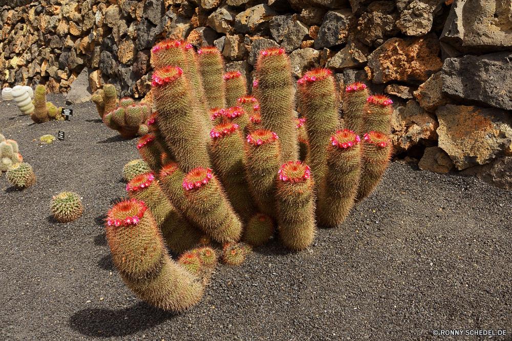 Lanzarote Kaktus Pflanze Wüste scharfe trocken Sukkulente Kakteen Dorn Garten stachelige Botanik Schließen Obst Flora Botanischer Farbe Essbare Früchte Blume dornige Wirbelsäule closeup Detail Tropischer Finger Leben exotische Dornig Teddy Dornen bunte gelb Runde Pflanzen Essen Spitze Fass Arid Gruppe Gartenarbeit natürliche Urlaub Nadel zu produzieren Wasser Saison Floral frisch Braun Wachstum Sand Blumen Bewuchs Feier Spielzeug süß Dekoration Meer cactus plant desert sharp dry succulent cacti thorn garden prickly botany close fruit flora botanical color edible fruit flower spiny spine closeup detail tropical finger life exotic thorny teddy thorns colorful yellow round plants food spike barrel arid group gardening natural holiday needle produce water season floral fresh brown growth sand flowers vegetation celebration plaything sweet decoration sea