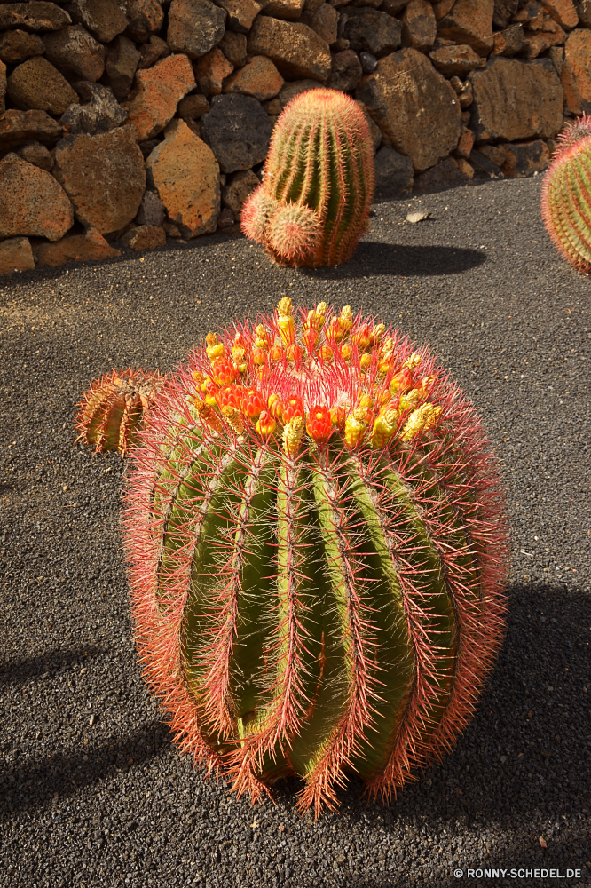 Lanzarote carnivorous plant Kaktus Pflanze vascular plant Kraut Strauch scharfe Wüste Garten Kakteen woody plant Botanik stachelige Dorn Flora Essbare Früchte Schließen trocken Sukkulente Muster Botanischer Blume Farbe Detail Form Wirbelsäule Obst Wirbellose Spitze Dornig Runde Fass Floral bunte Textur Seeanemone Gartenarbeit closeup gelb dornige Blatt Wachstum Tropischer Leben natürliche Bewuchs Hintergründe Stachelhäuter hell Baum exotische zu produzieren niemand Gestaltung Nadel Himmel Feier Dornen Arid Festival Dekoration Kunst Sommer Dessert carnivorous plant cactus plant vascular plant herb shrub sharp desert garden cacti woody plant botany prickly thorn flora edible fruit close dry succulent pattern botanical flower color detail shape spine fruit invertebrate spike thorny round barrel floral colorful texture sea anemone gardening closeup yellow spiny leaf growth tropical life natural vegetation backgrounds echinoderm bright tree exotic produce nobody design needle sky celebration thorns arid festival decoration art summer dessert