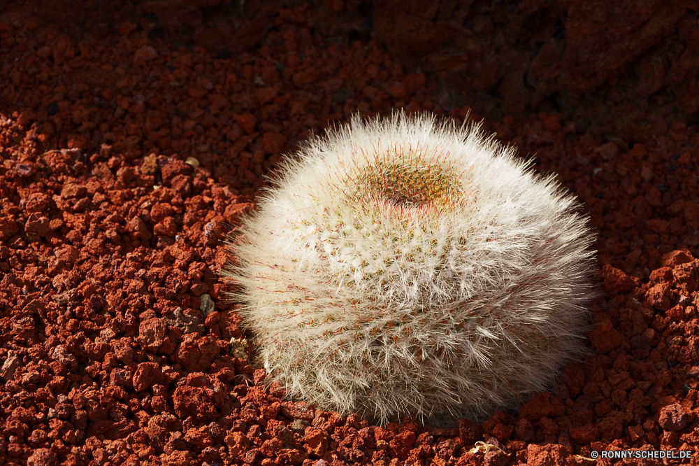 Lanzarote Kaktus Stachelschwein Nagetier Pflanze Säugetier scharfe Wirbelsäule stachelige Igel Wüste Blume Garten Schließen Botanik Flora Wild Kakteen natürliche Dorn Sukkulente Nadel Strauch Samen Botanischer trocken dornige Spitze closeup woody plant Sea urchin Wildtiere Detail Blatt Wachstum Kastanie Gartenarbeit Pflanzen Dornen Schnauze Fass Baum Braun Runde vascular plant Stachelhäuter Sommer Spitzen Hecke Borste Herbst Tier Blumen Leben Floral heiß Farbe fallen stechen Arid niemand wachsende Insektenfresser wachsen Wirbellose cactus porcupine rodent plant mammal sharp spine prickly hedgehog desert flower garden close botany flora wild cacti natural thorn succulent needle shrub seed botanical dry spiny spike closeup woody plant sea urchin wildlife detail leaf growth chestnut gardening plants thorns snout barrel tree brown round vascular plant echinoderm summer spikes hedge bristle autumn animal flowers life floral hot color fall prick arid nobody growing insectivore grow invertebrate